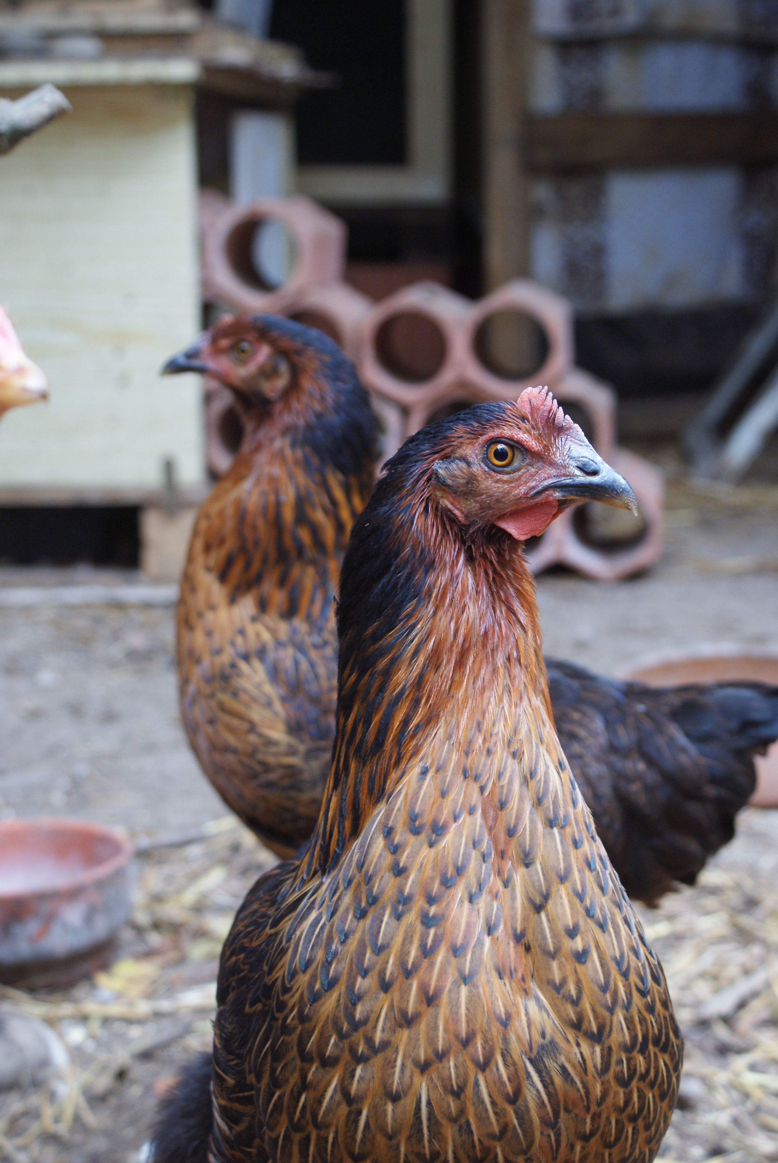 The foxy sisters, Micaela and Matilde (in the back)