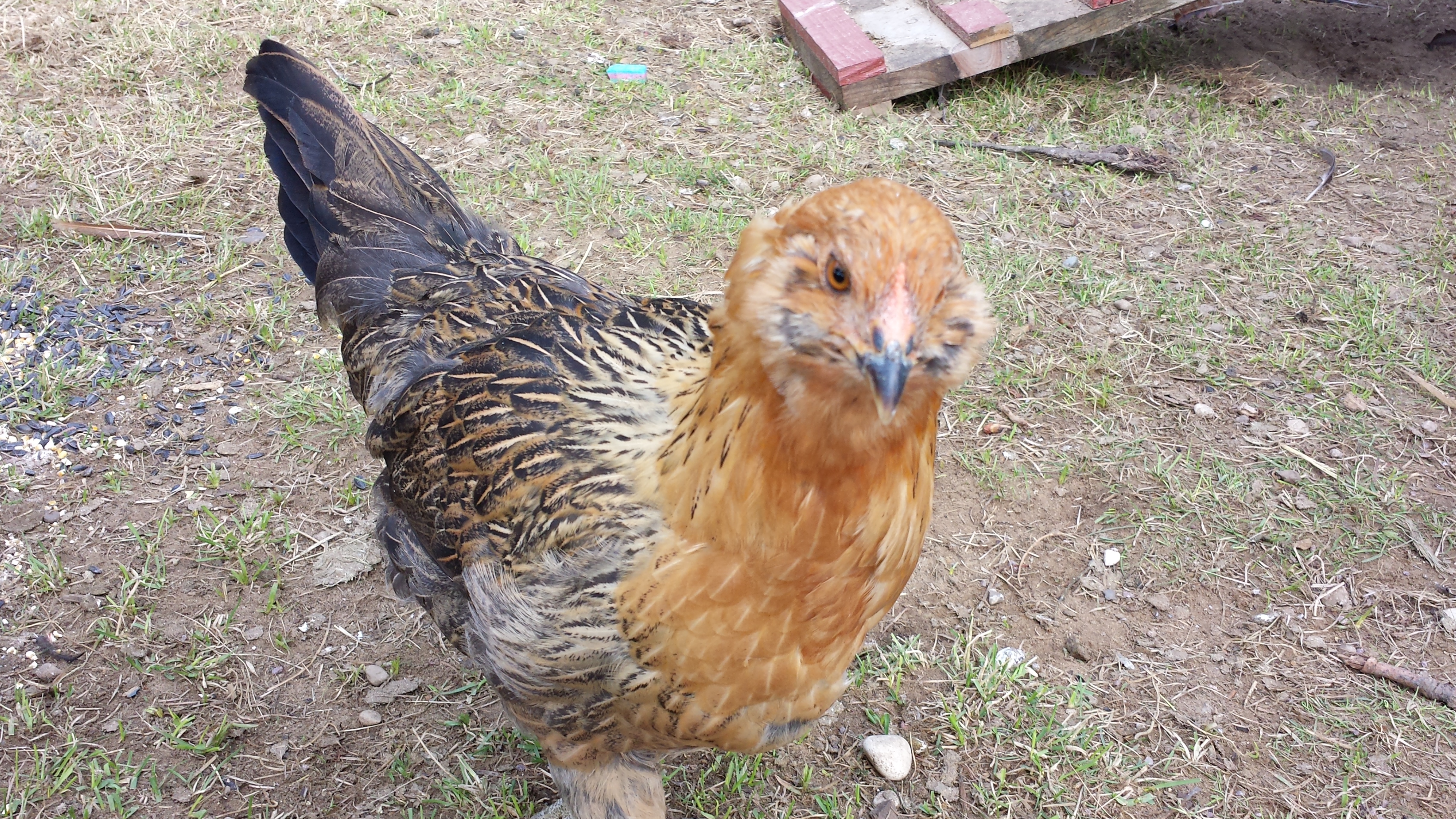 The friendliest EE. Need to name her yet.