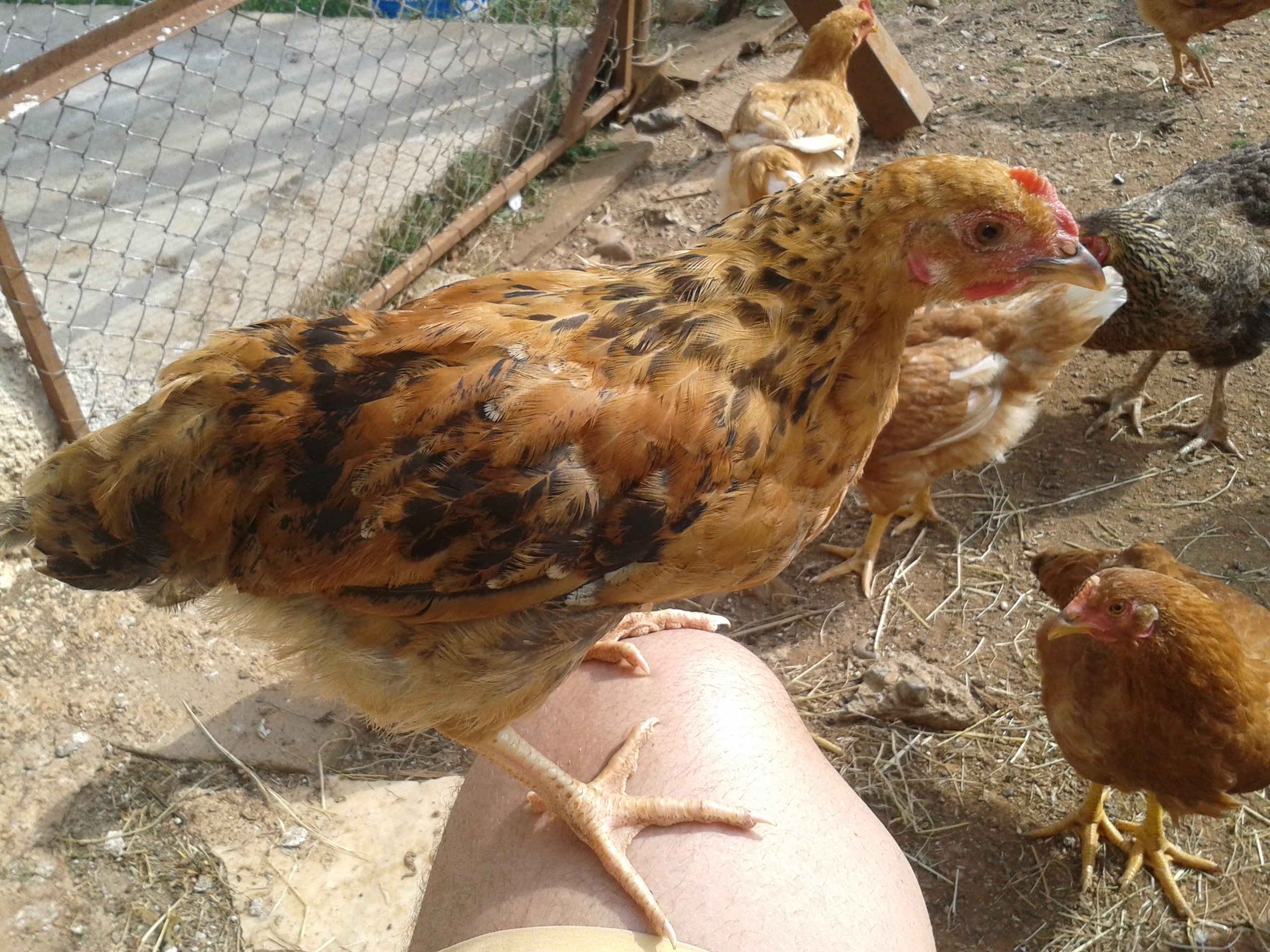the friendliest. he nevers eats with other hens. he likes to sit on my knee