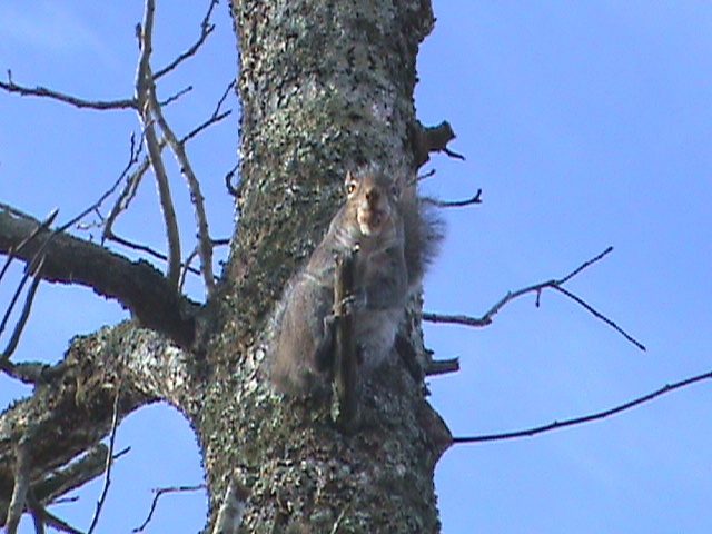 The friendly chicken coop squirrel