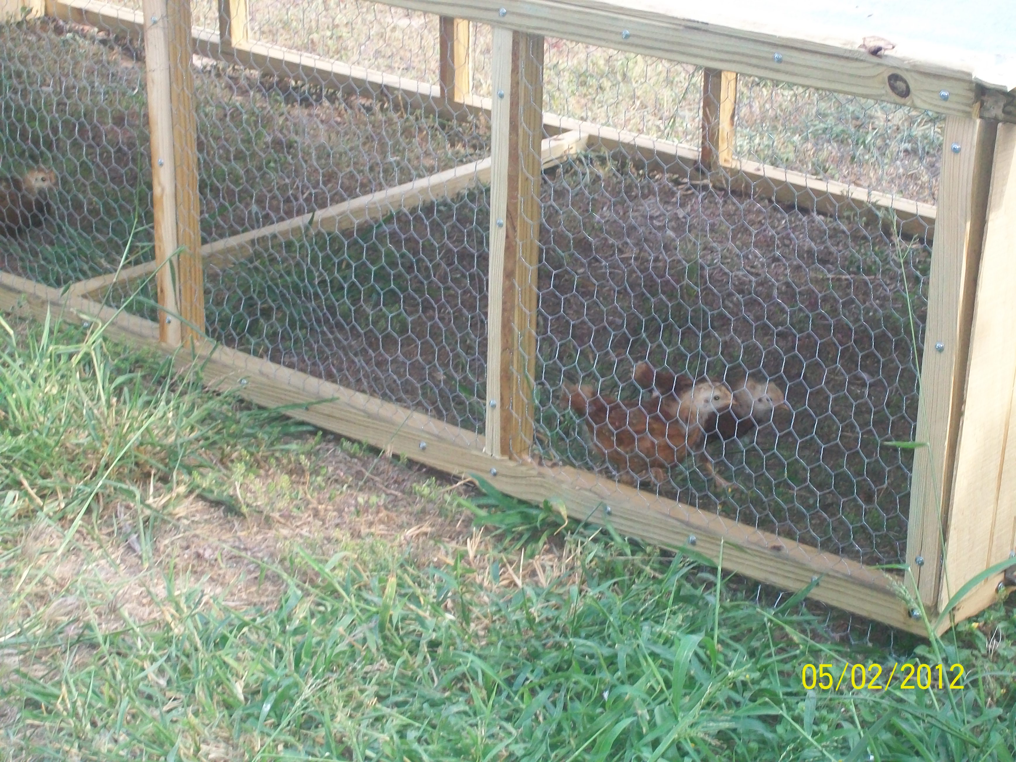 The front run of our Backyard Chicken Tractor.