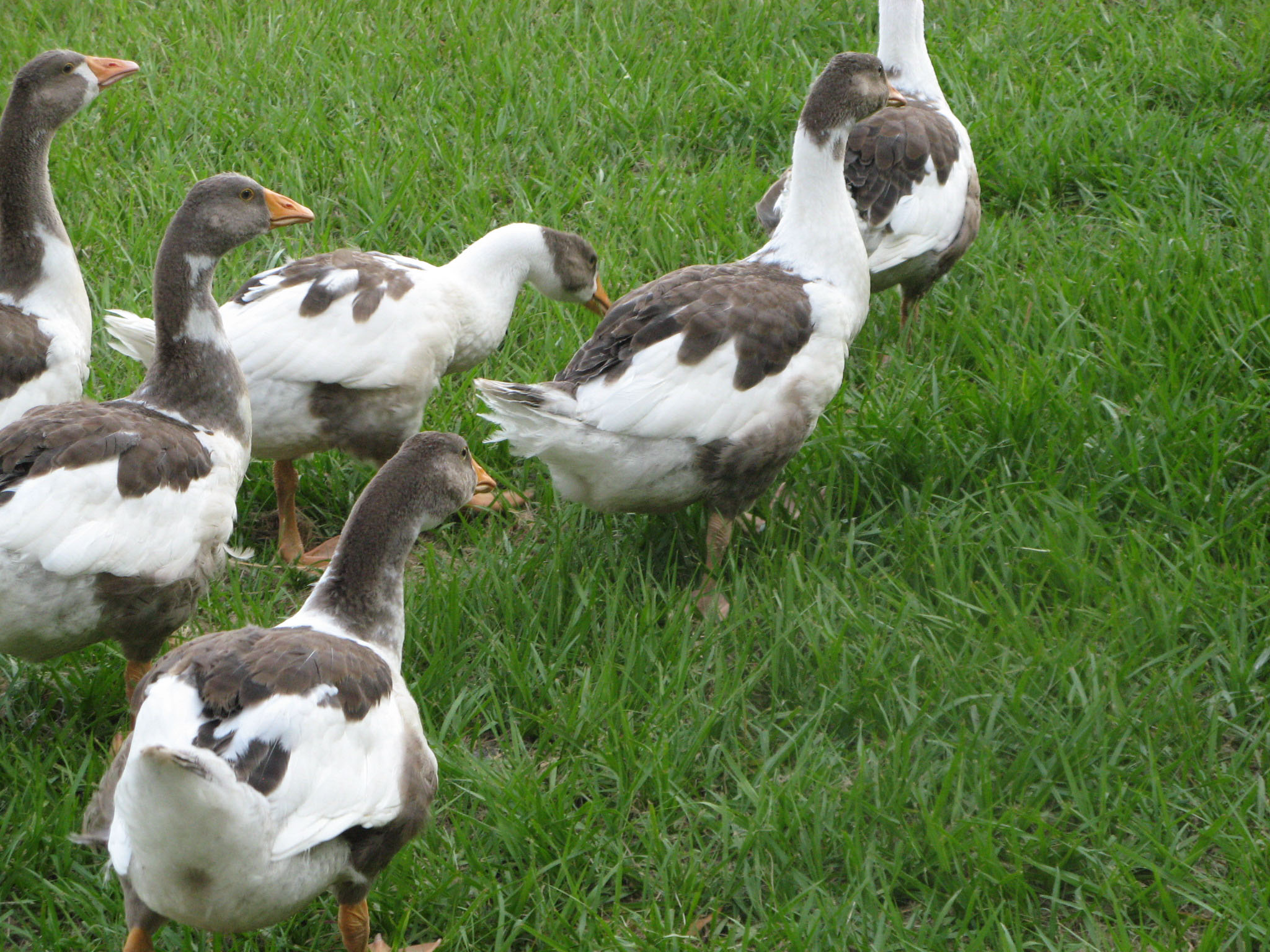 The gaggle