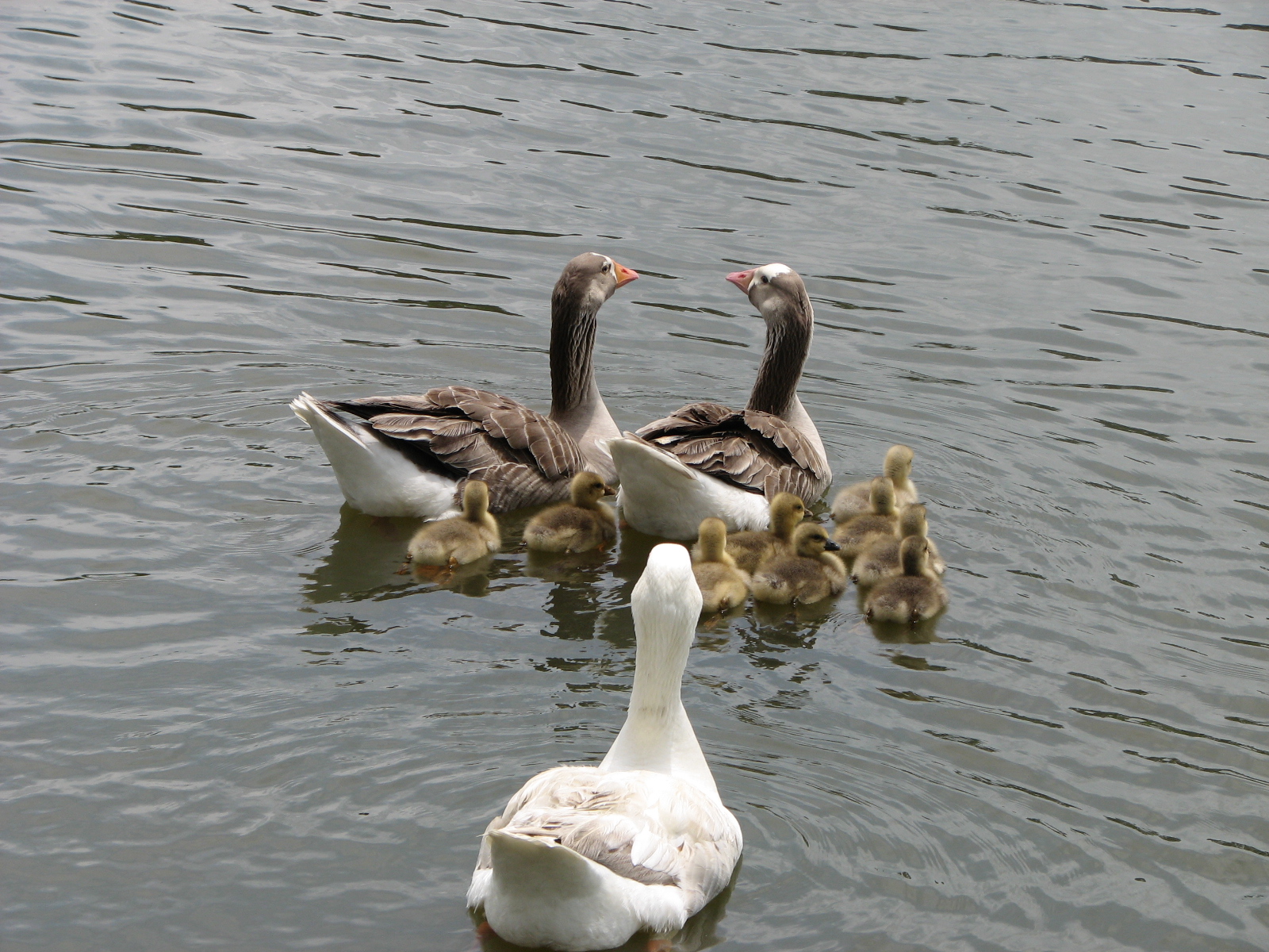 The gander is in the front of the picture, with his two geese and their combined group of goslings.  The darker goslings matured into females, and the lighter ones into males.