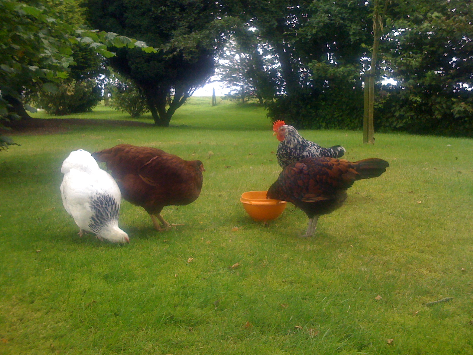 The gang enjoying summer in the garden