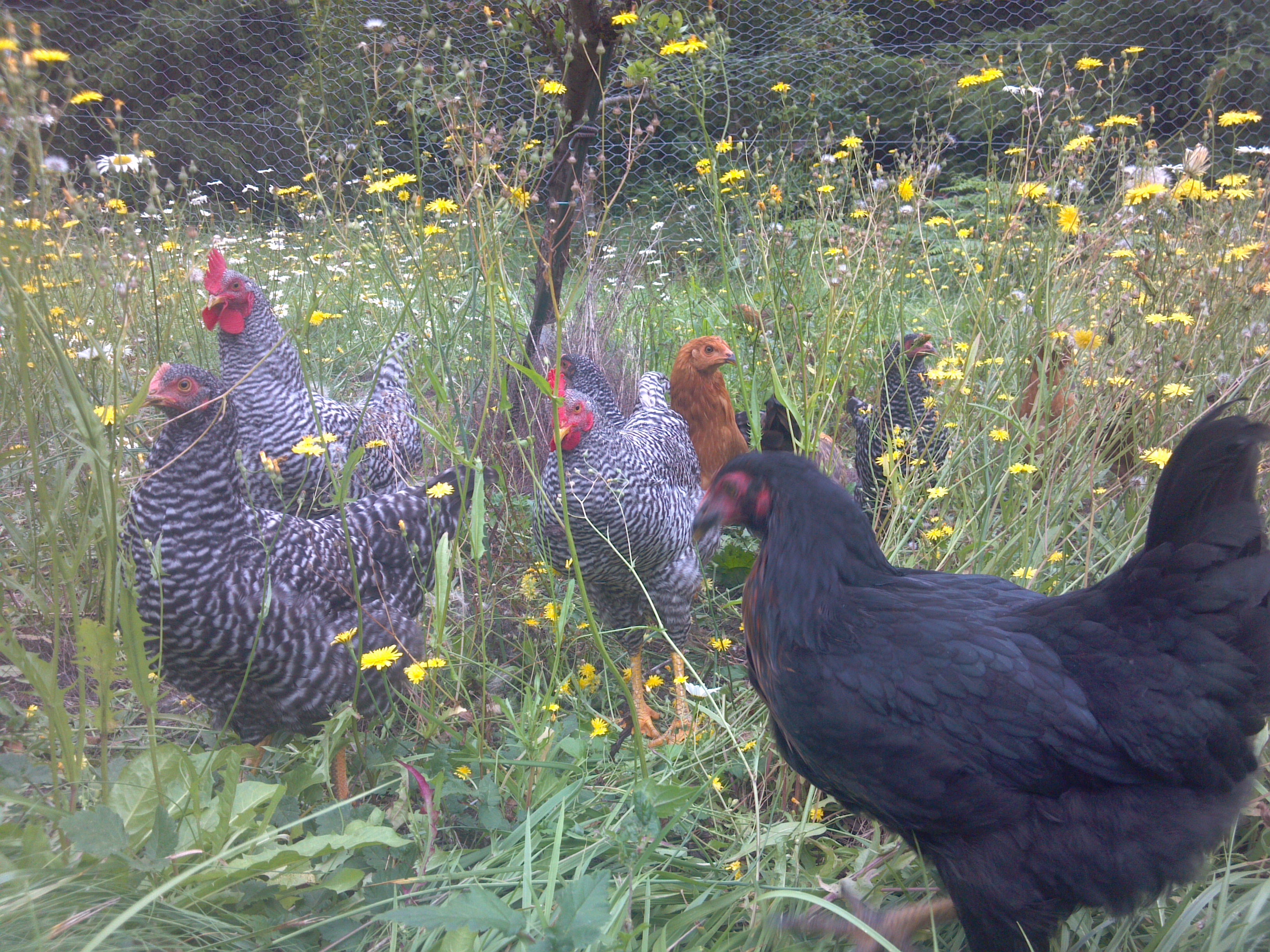 The gang enjoying their time exploring under one of the apple trees.