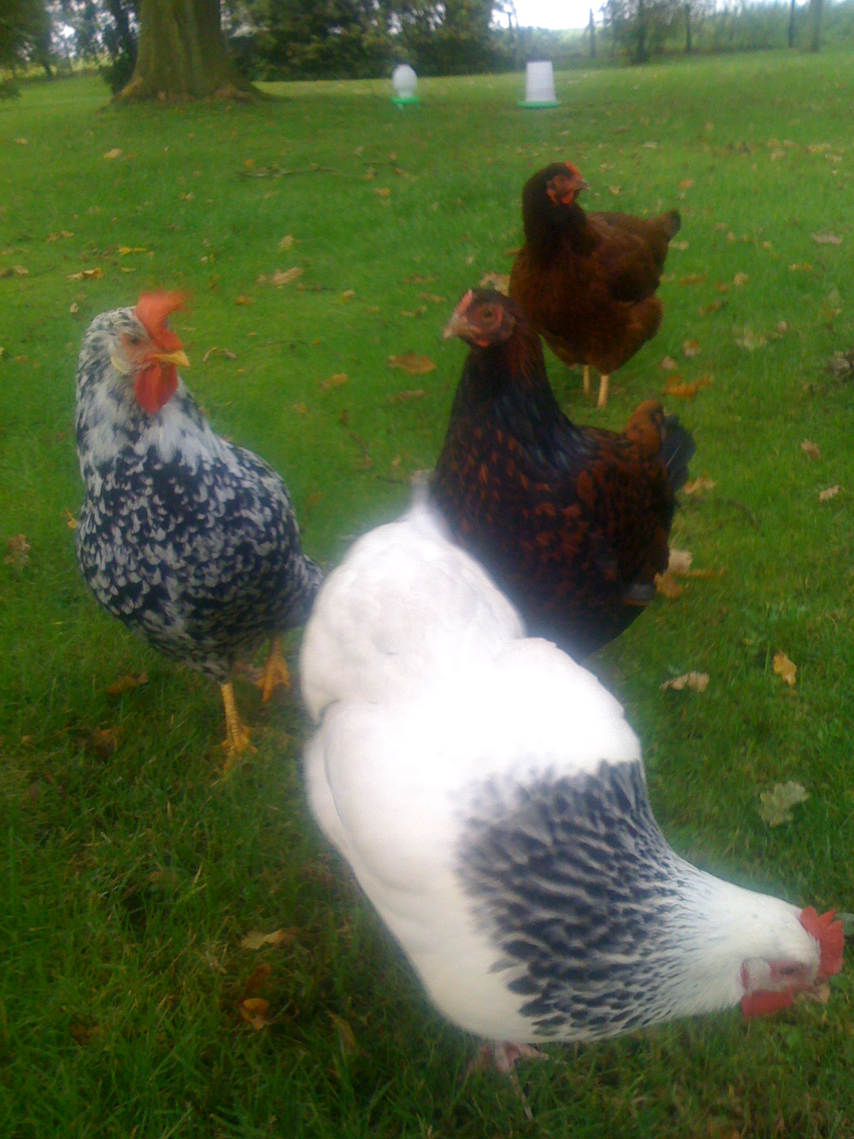 The gang having a nosey