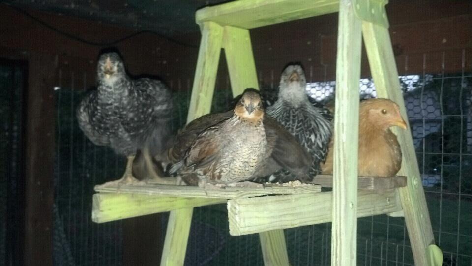 The Gang including my quail. My Araucana is hiding behind the quail.