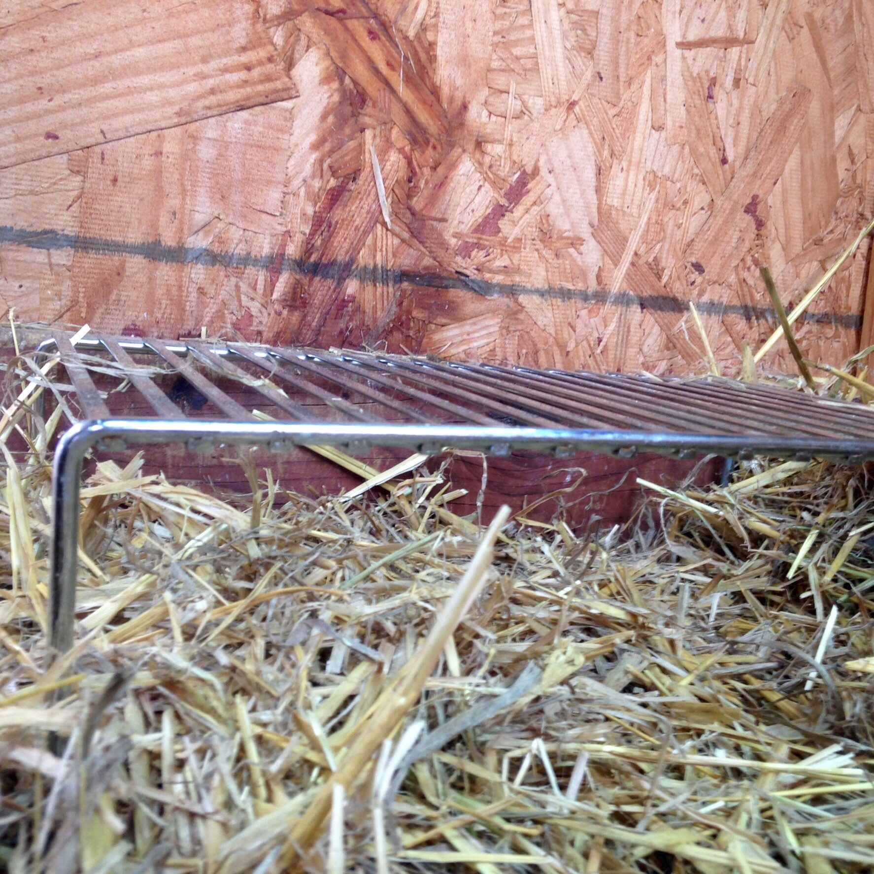 The gang quickly outgrew the tomato cage brooder so to give them more room I switch over to a wire rack,