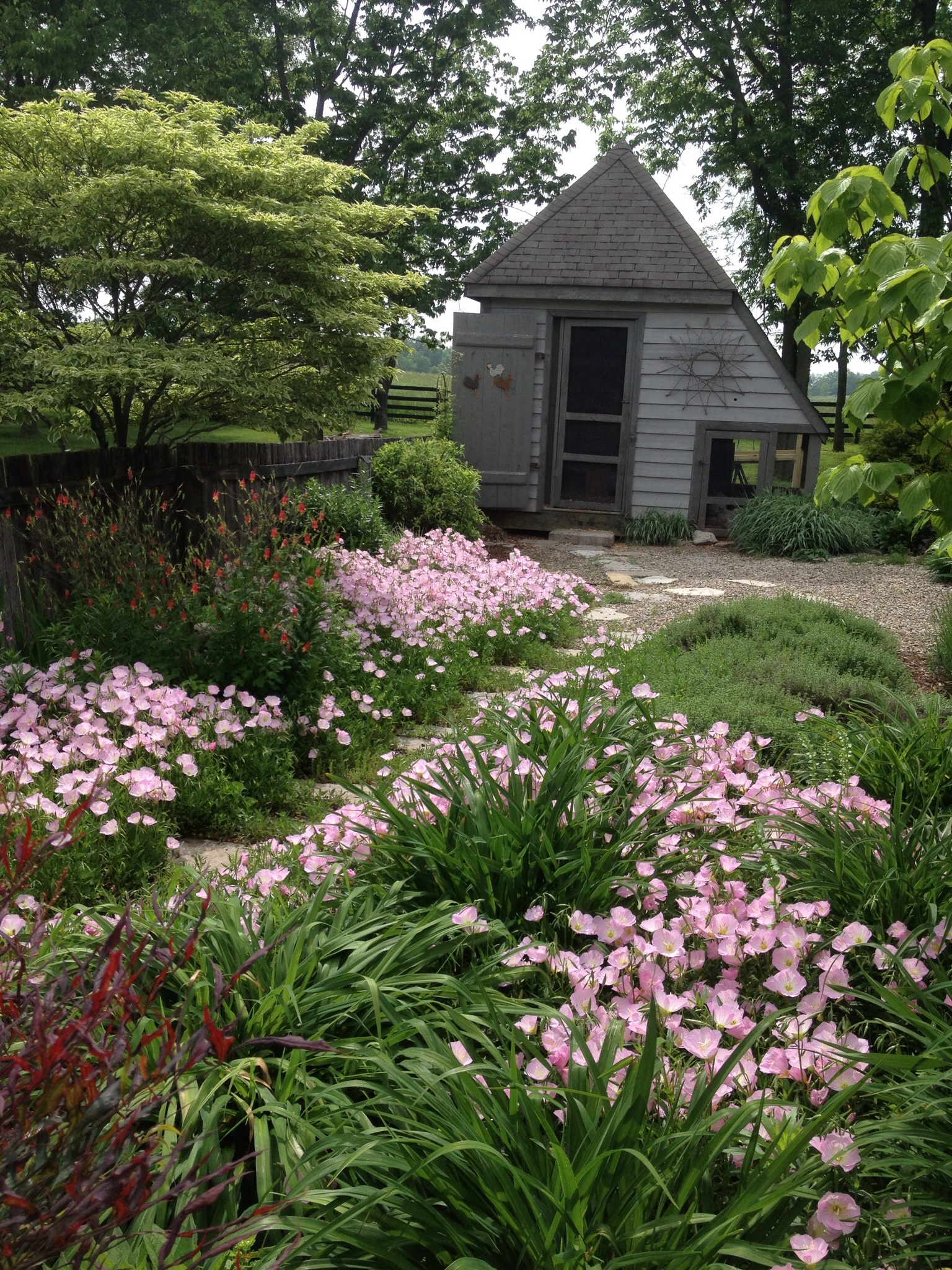 The garden my silkie and Rhode Island reds  run in