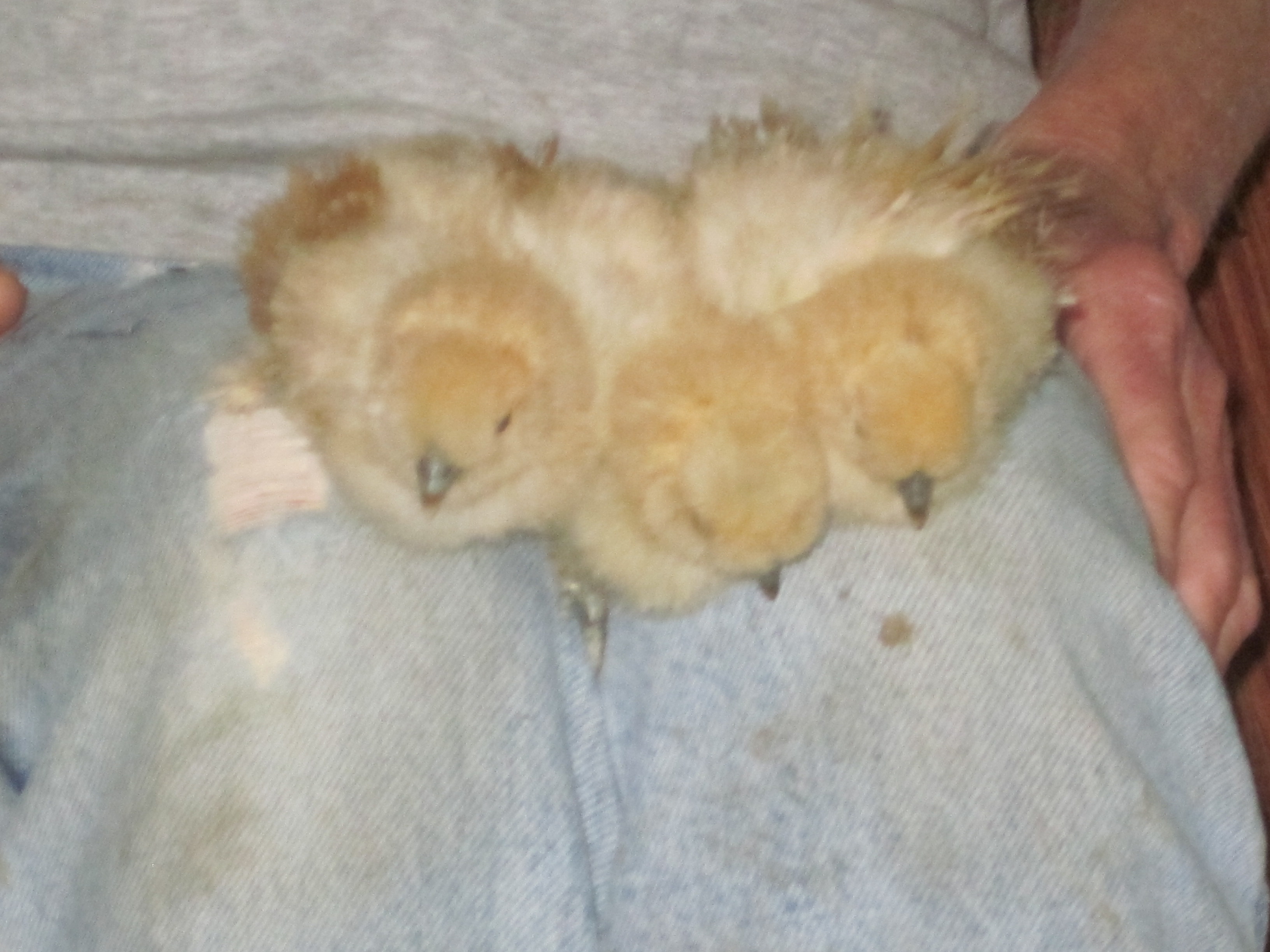 The Garry Farm's first three baby buffs from our beloved MBRobbins eggs.  It was a perfect grouping - a real trio - two pullets and a cockerel!
