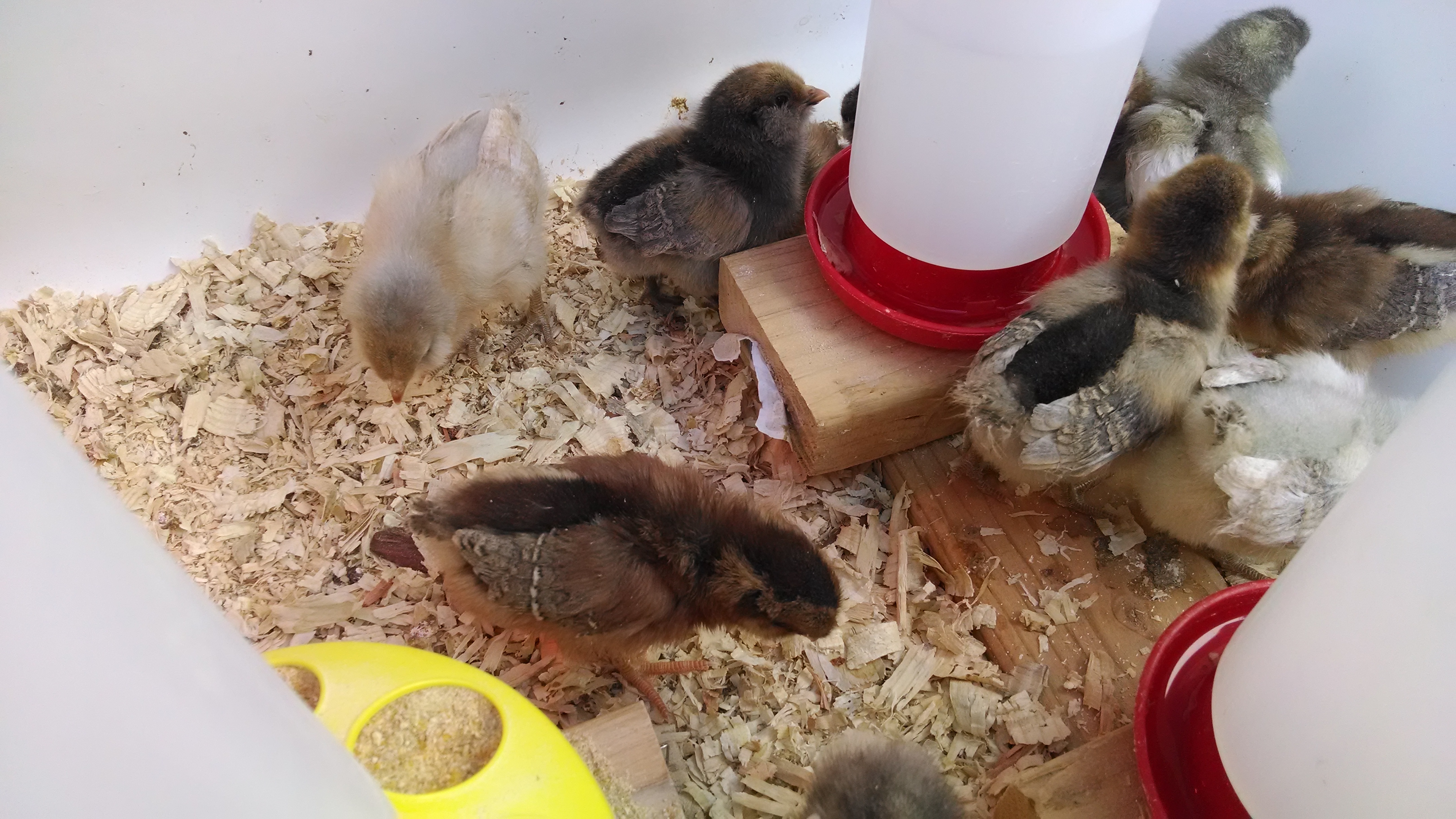 The girl in the very back facing the wall with the white wings in the Jersey Giant, The ones with the chipmunk stripes are the Welsumers, and the others are Easter Eggers.