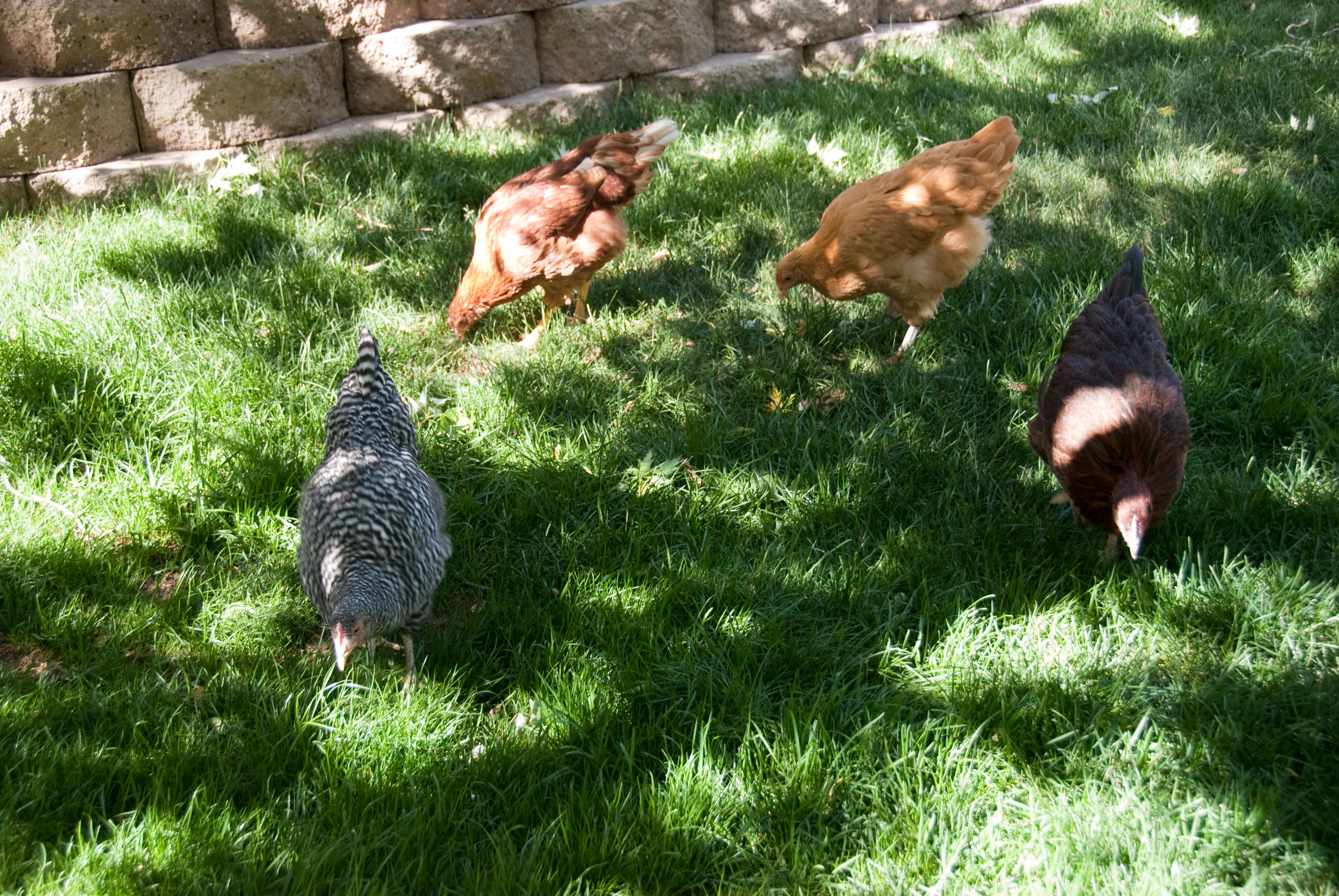 The Girls 15 weeks grazing and scratching
