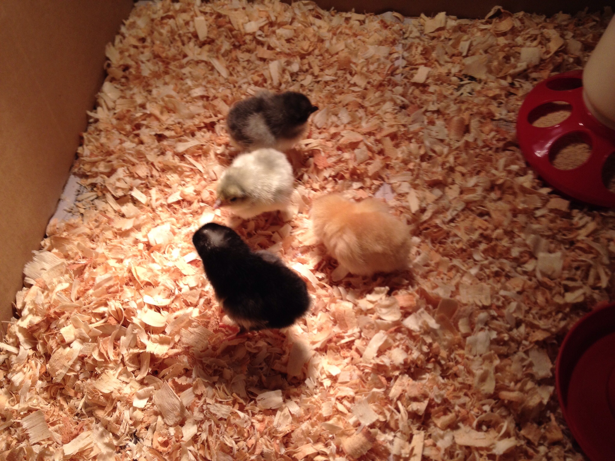 The girls a few days old.