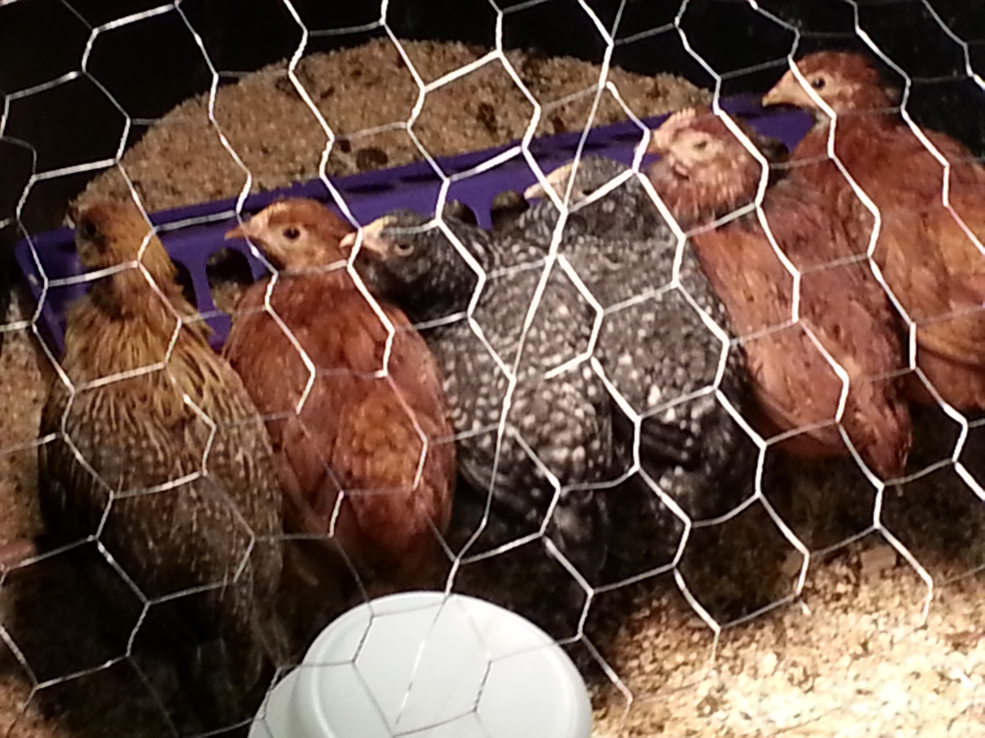the girls all lined up on the roosting pole before getting moved