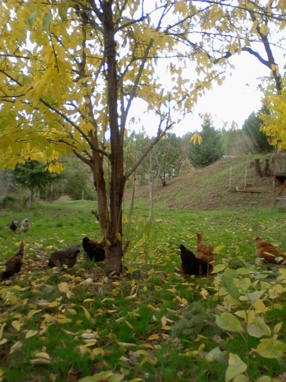 The girls and I out for a walk in the fall