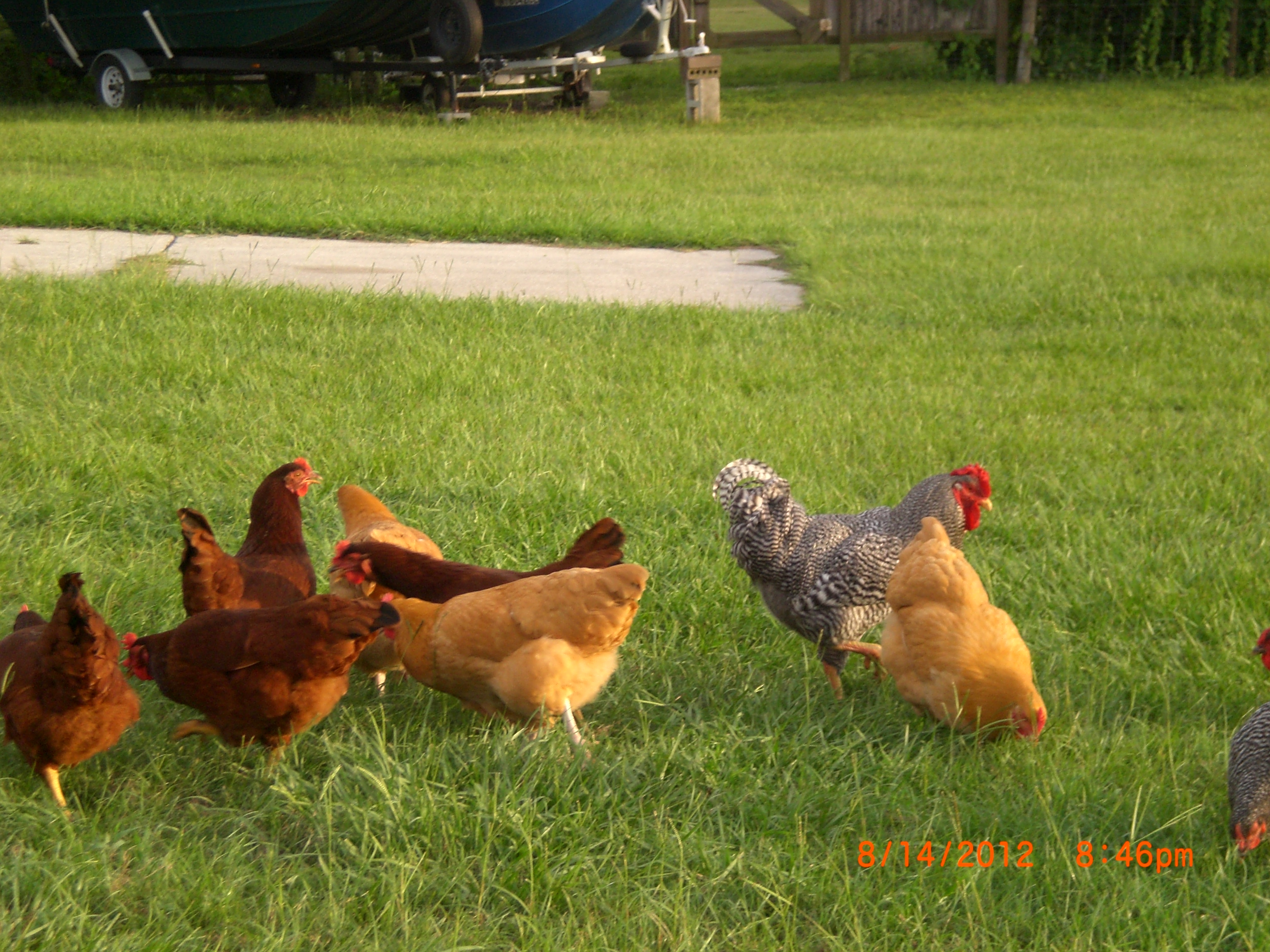 The girls and rooster enjoying the barn yard.