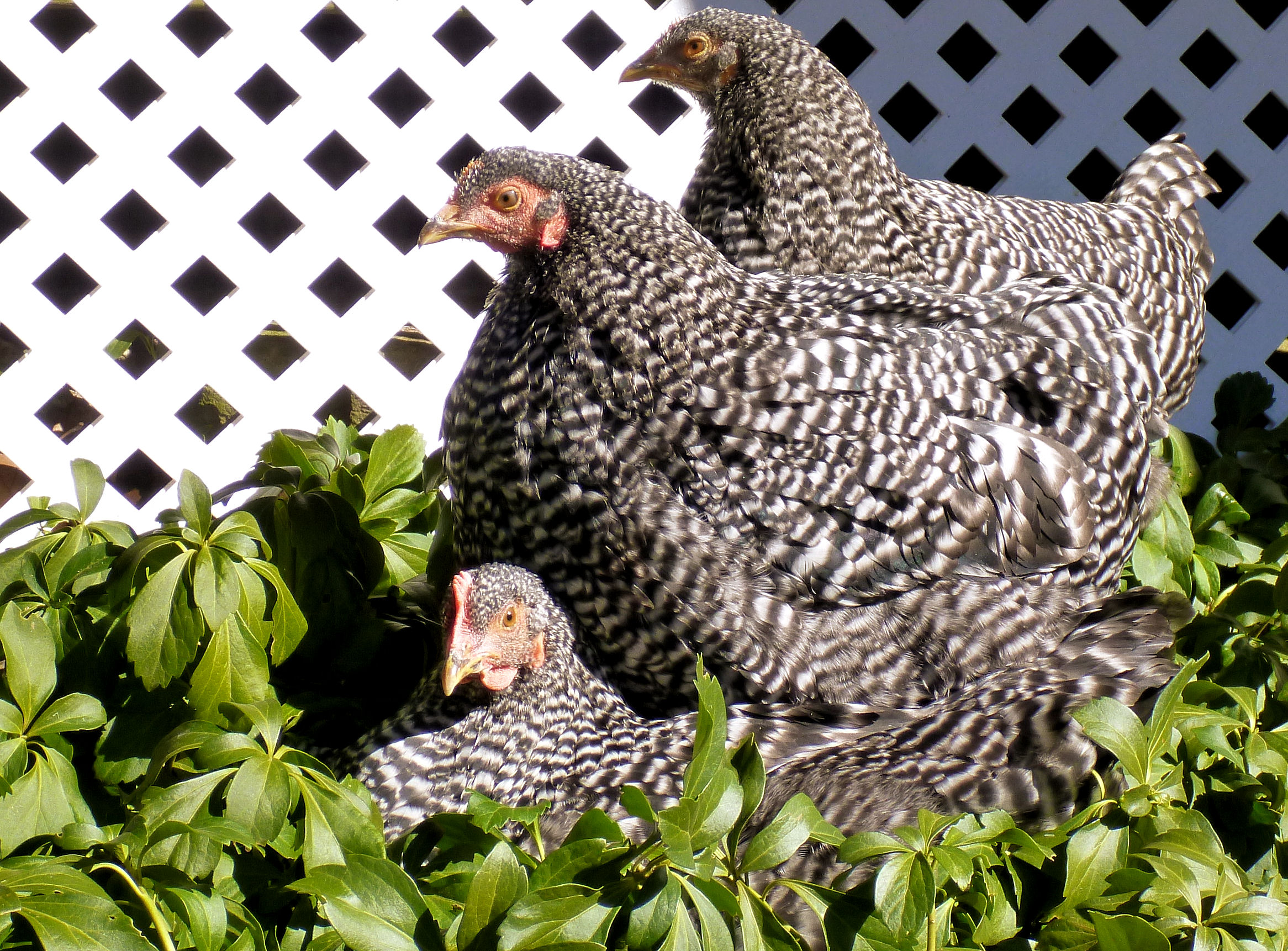 The girls are a good size and still love the pachysandra.