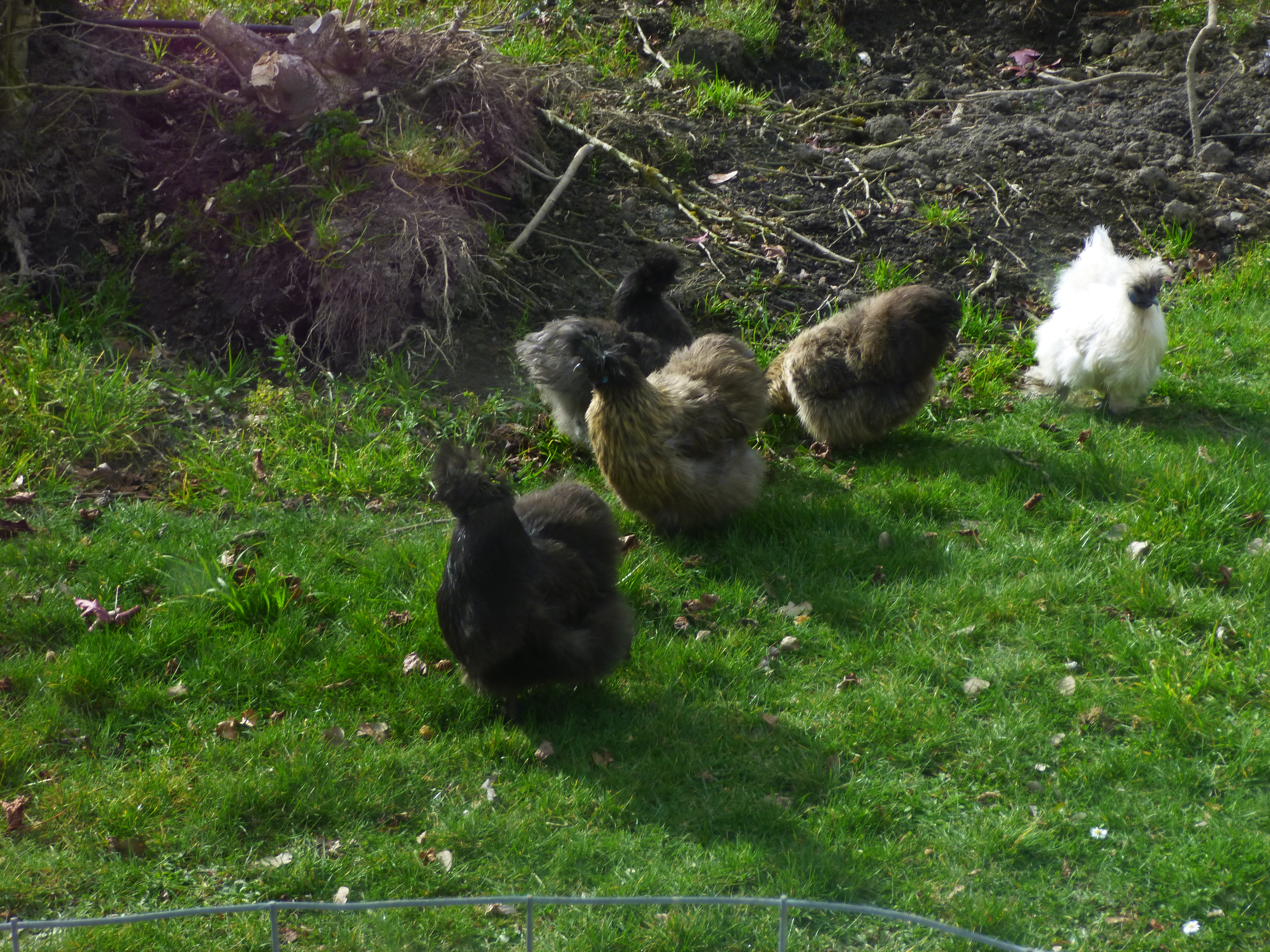 The girls are enjoying the sun on their backs and the grass underfoot