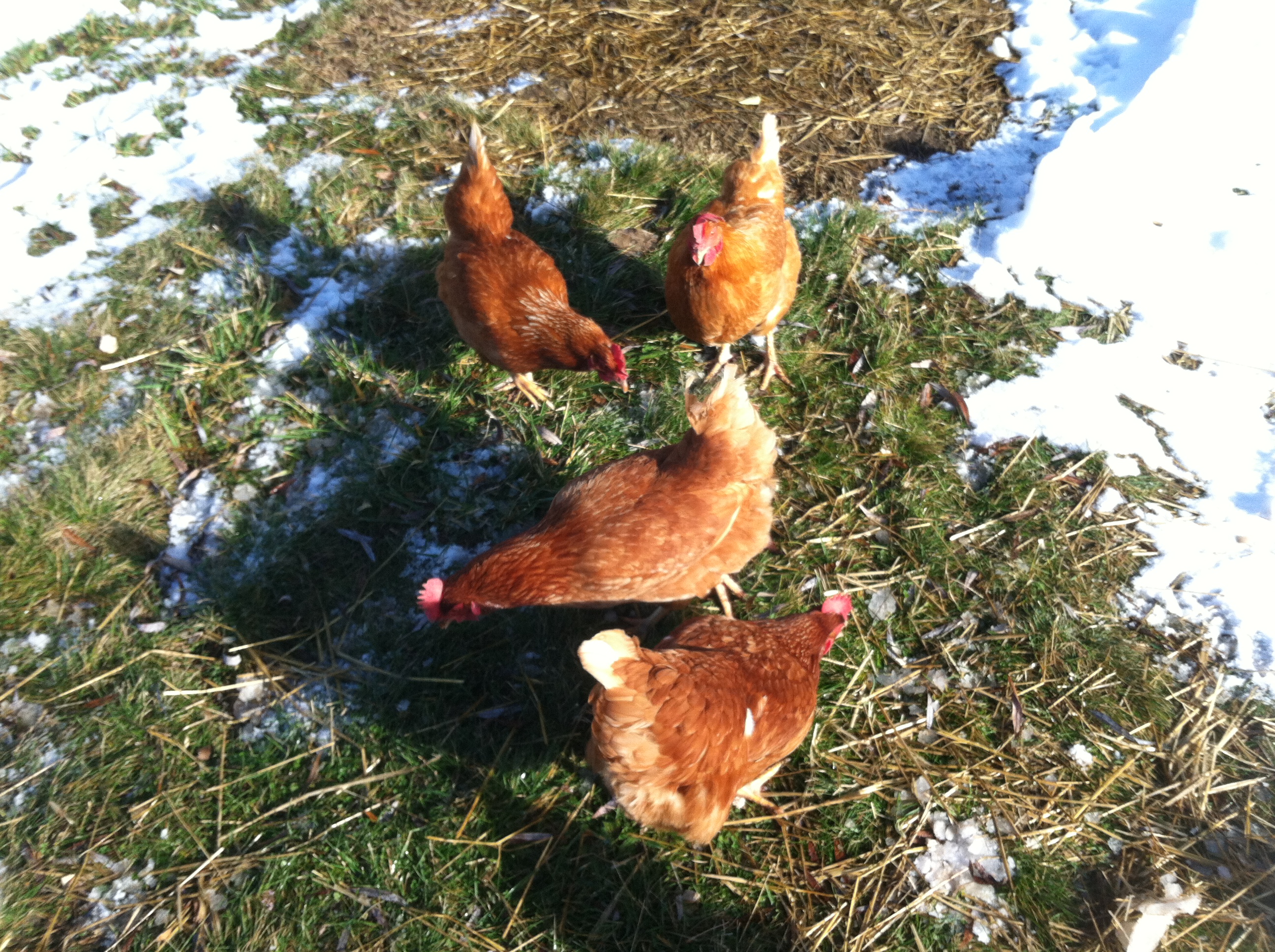 The girls are happy about the spring thaw.