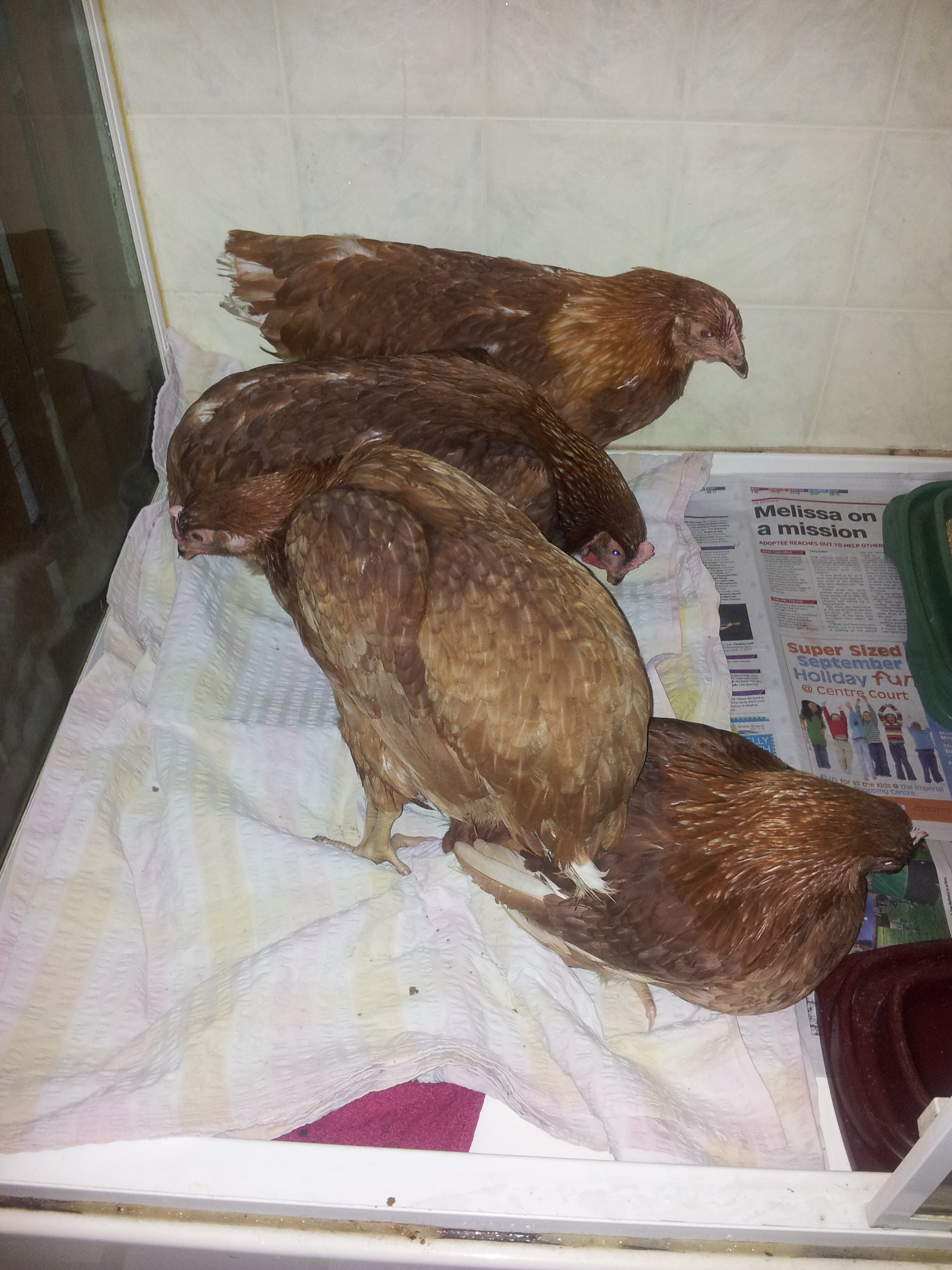 The girls are Isa Browns, 18 wks old and I have just bought them from the local egg shed, so they have never been outside at this stage. They been barn raised and not cage at least.

Two of them have malformed claws that don't appear to interfer with their walking.
