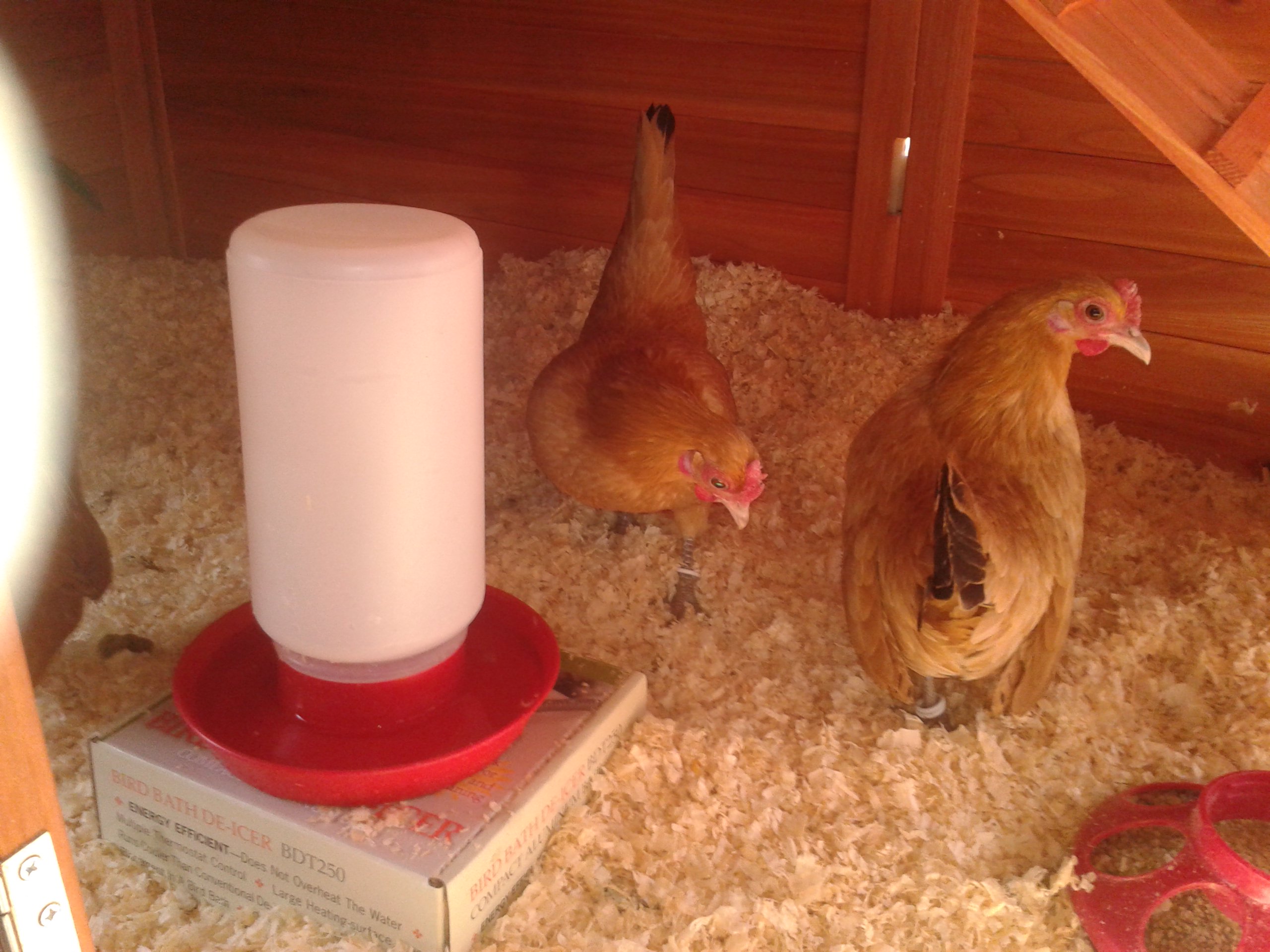 The girls, Arwen and Eowyn.