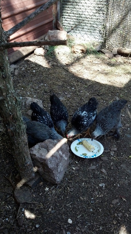 The girls at 6 weeks having their first corn on the cob and watermelon.  3 Dark Brahmas and 3 Silver laced Wyondotts. 
"Chicken Little" is not in this picture, she is getting a bug behind me.