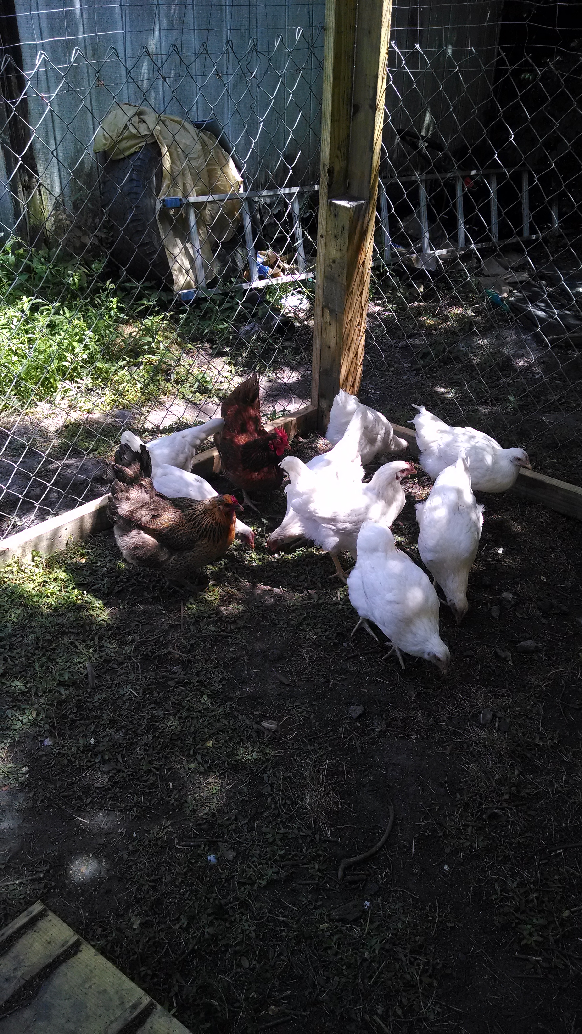 The girls...Big Mama, the RIR, Bridget, the Easter Egger, a few tetra tints and Amberlinks