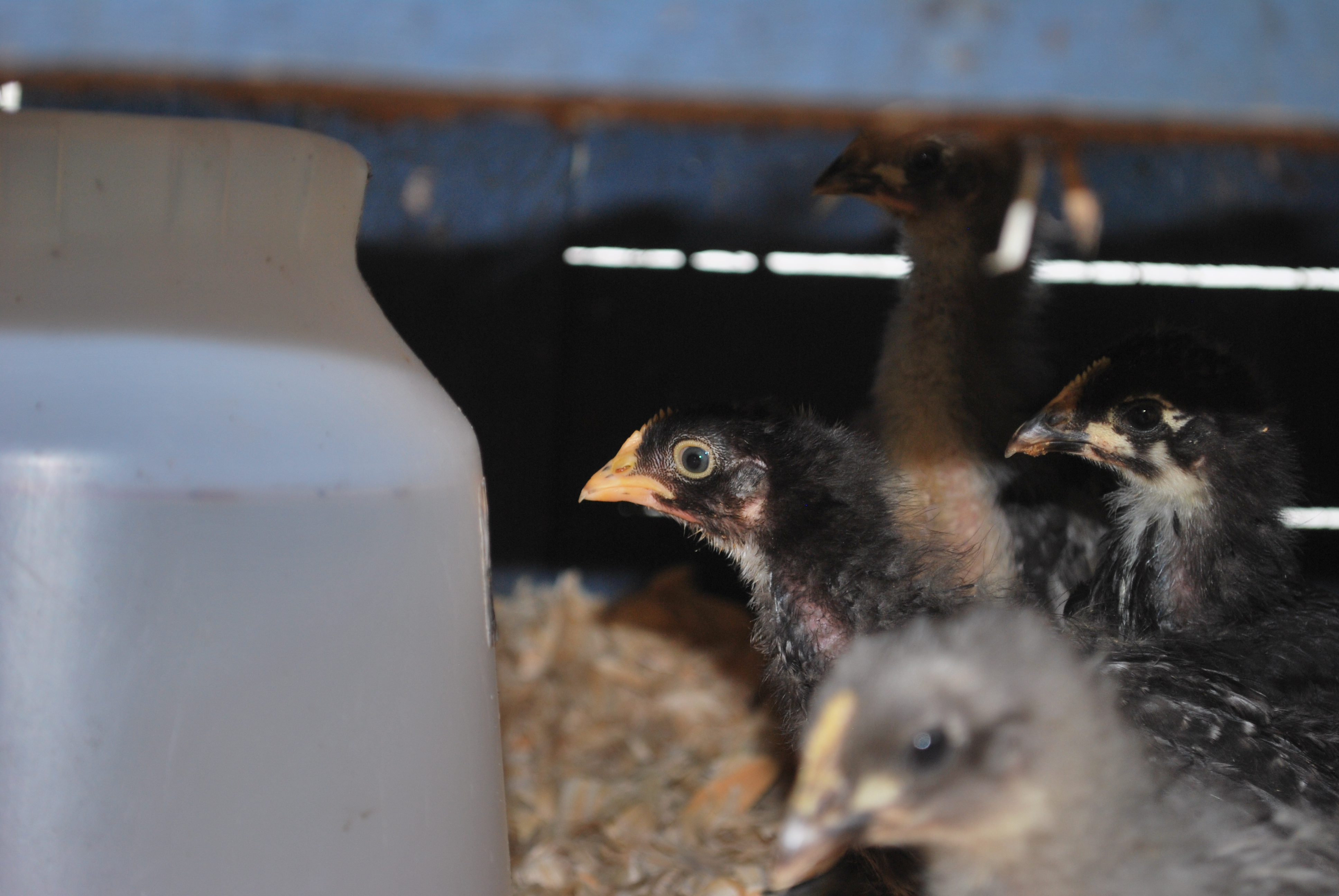 The girls checking out the coop for the 1st time