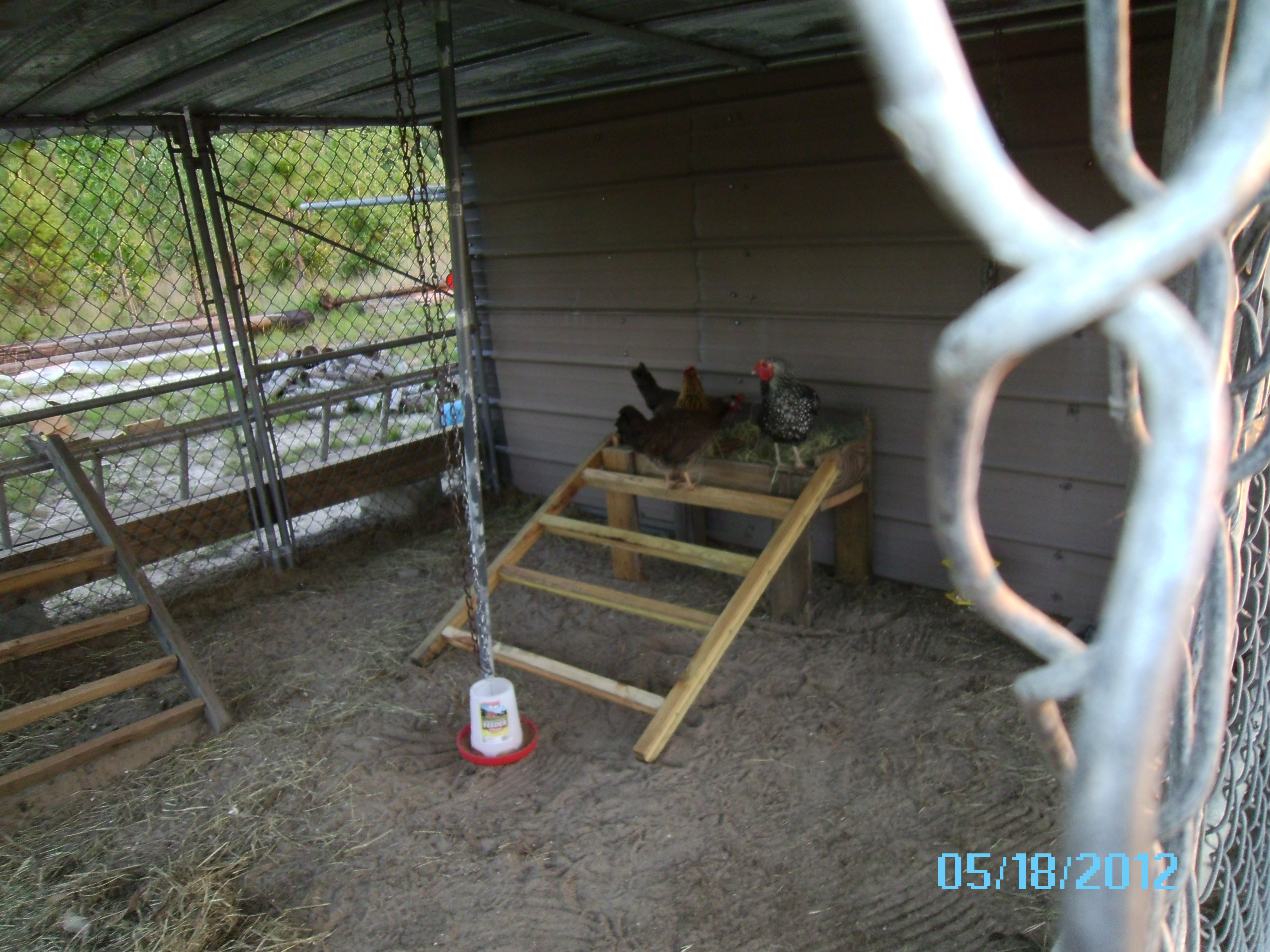 the girls checking out the new raised nest