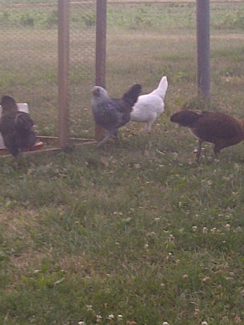 The Girls coming in to go to bed after a 100 degree day in the yard.  I love to watch them every evening, one by one go into the coop to roost. Leroy our 2 yr old Black Austy Rooster is always the last in, and the first out . He is a good Shepard to his flock :-)