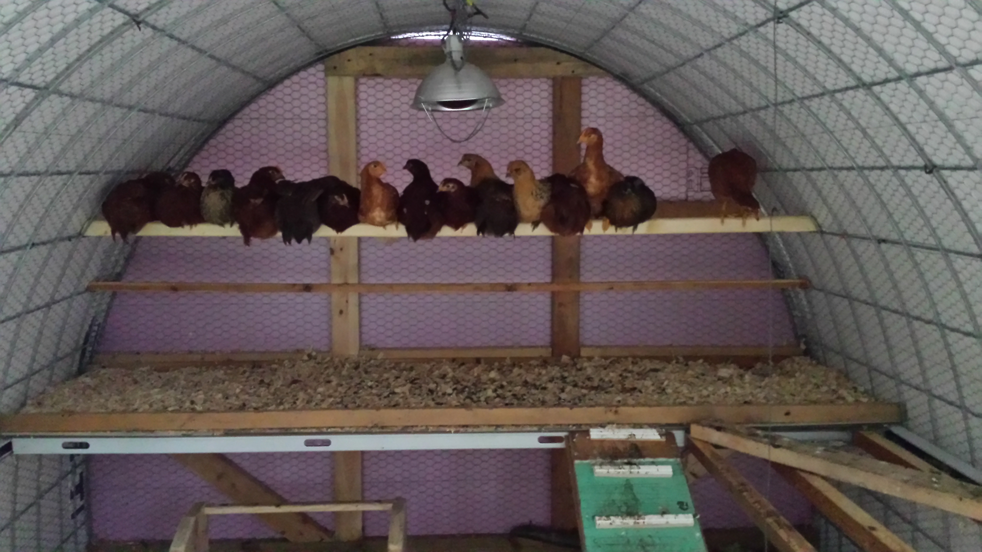 the girls enjoying the new insulated home (before they discovered how much they like to peck and eat foam!)
