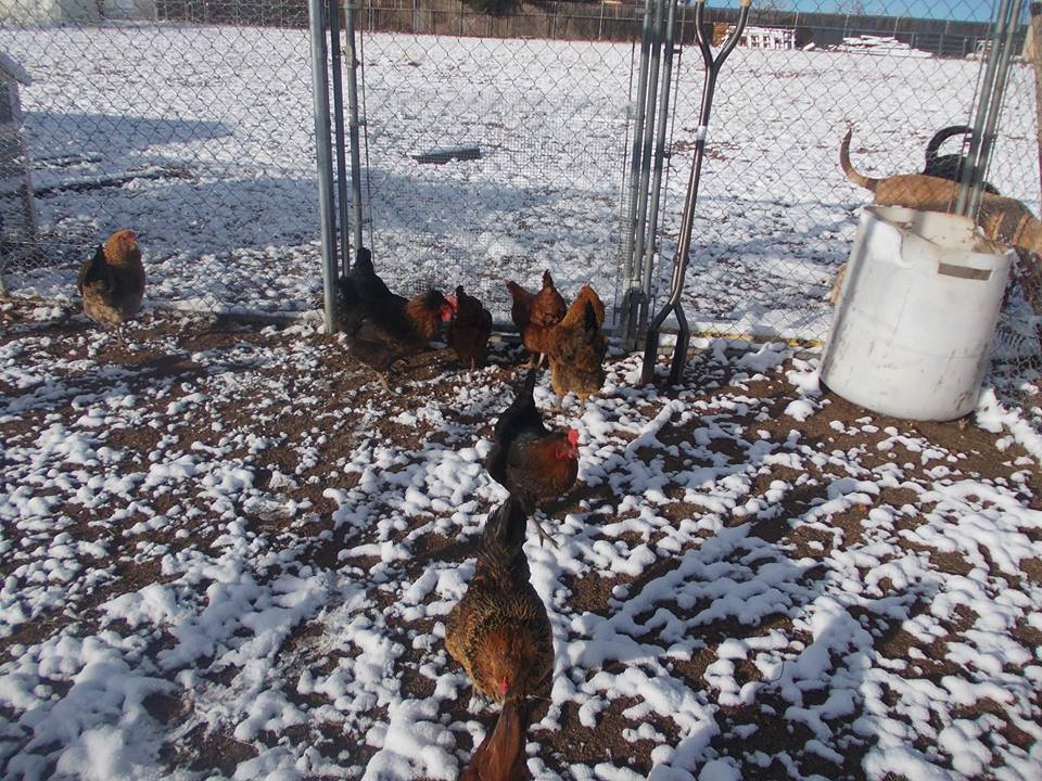 The girls enjoying their first snow, with Ruby(the yellow pup) and Reuben(the black pup) in the very top right hand corner  of the pic