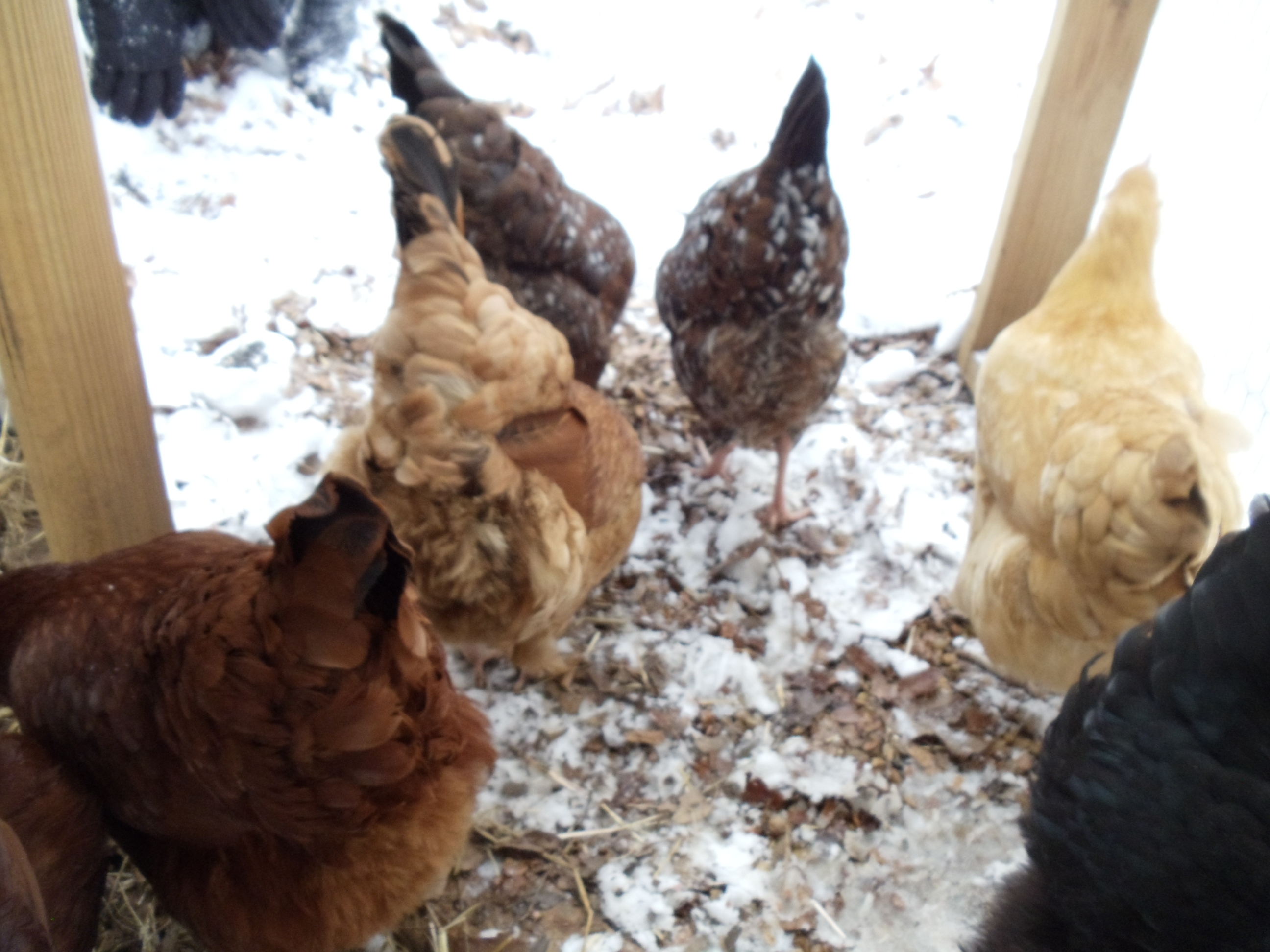 The girls experiencing snow for the first time.