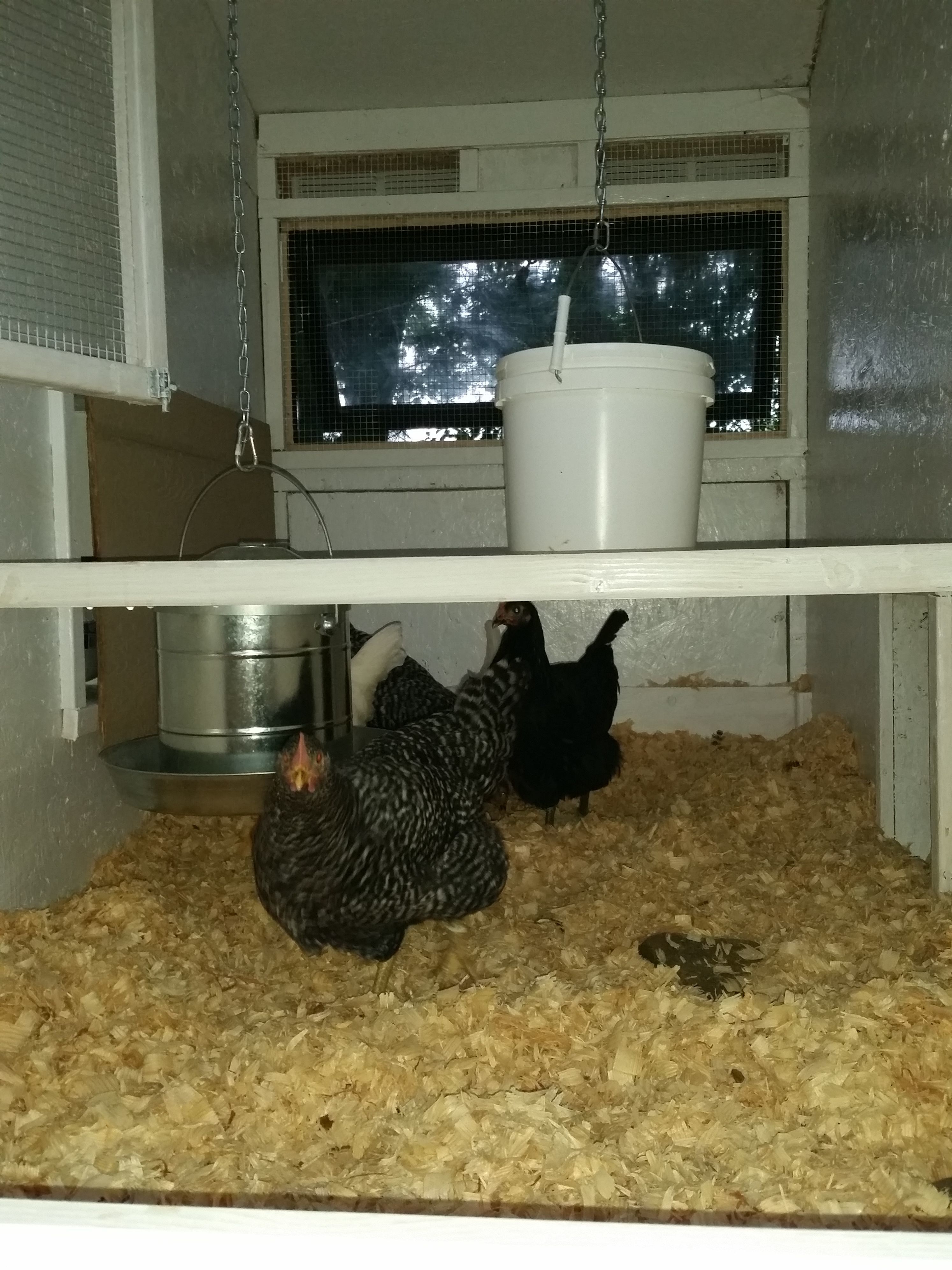 The girls exploring their new home.  We kept the nesting boxes covered for the first week to make sure they didn't start to think they were for sleeping at night.  The low roost is visible here, but the high roost that lets them look out the window is above the camera.