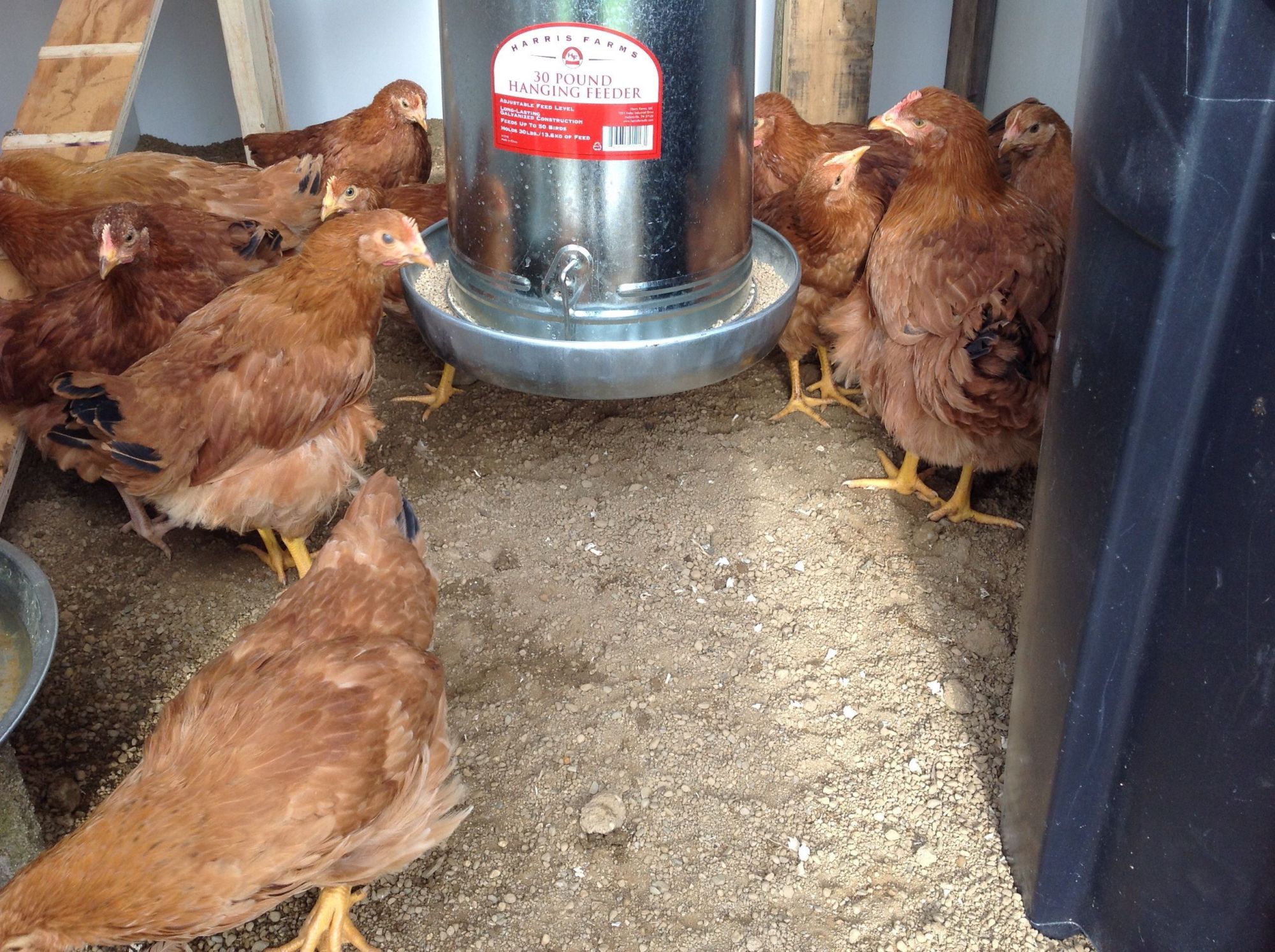 The girls exploring their new home.