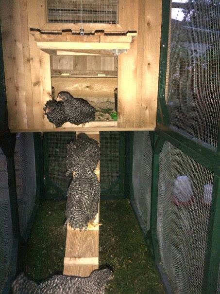 The girls figuring out a bed-time system on their own for the first time!