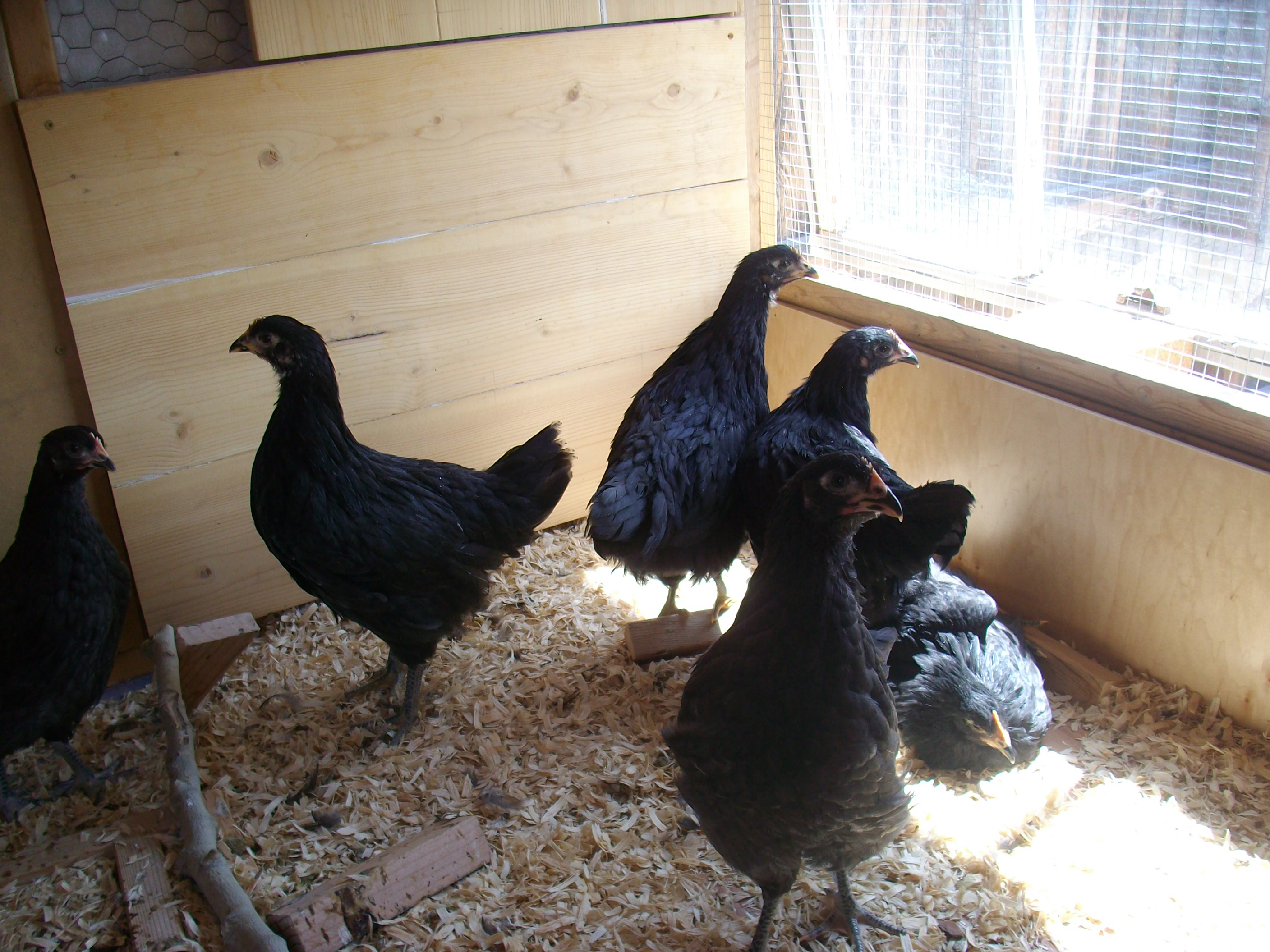 The girls' first day in the coop.  They had a good view of me building the run.  It was amazing how they could just watch me for hours through that window.  They have lost all fear of the sound of power tools.