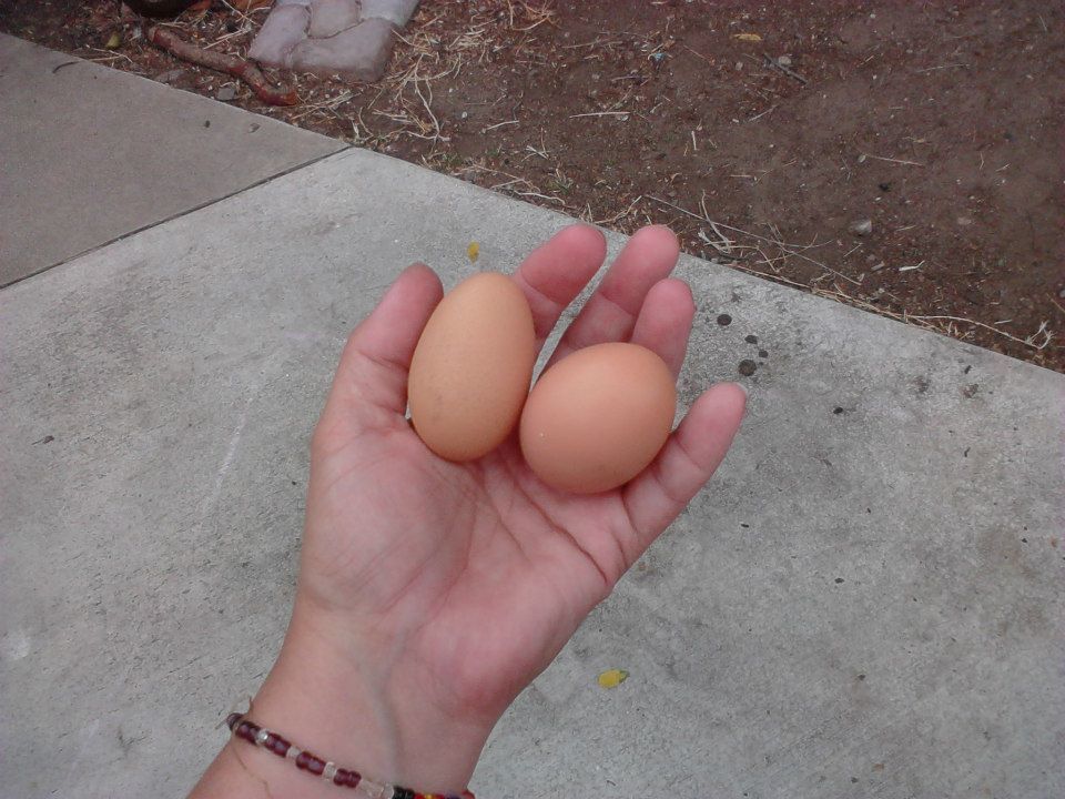 *
The girls' first eggs!!