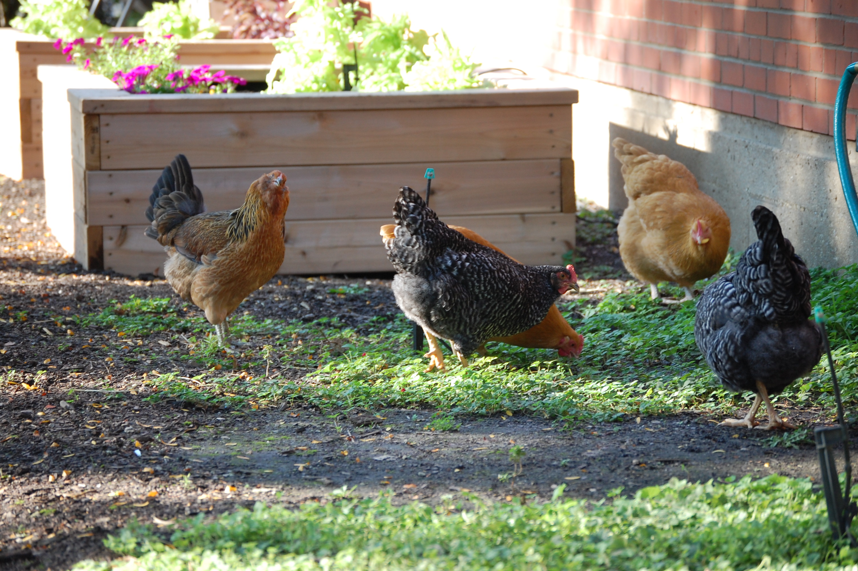The girls free ranging