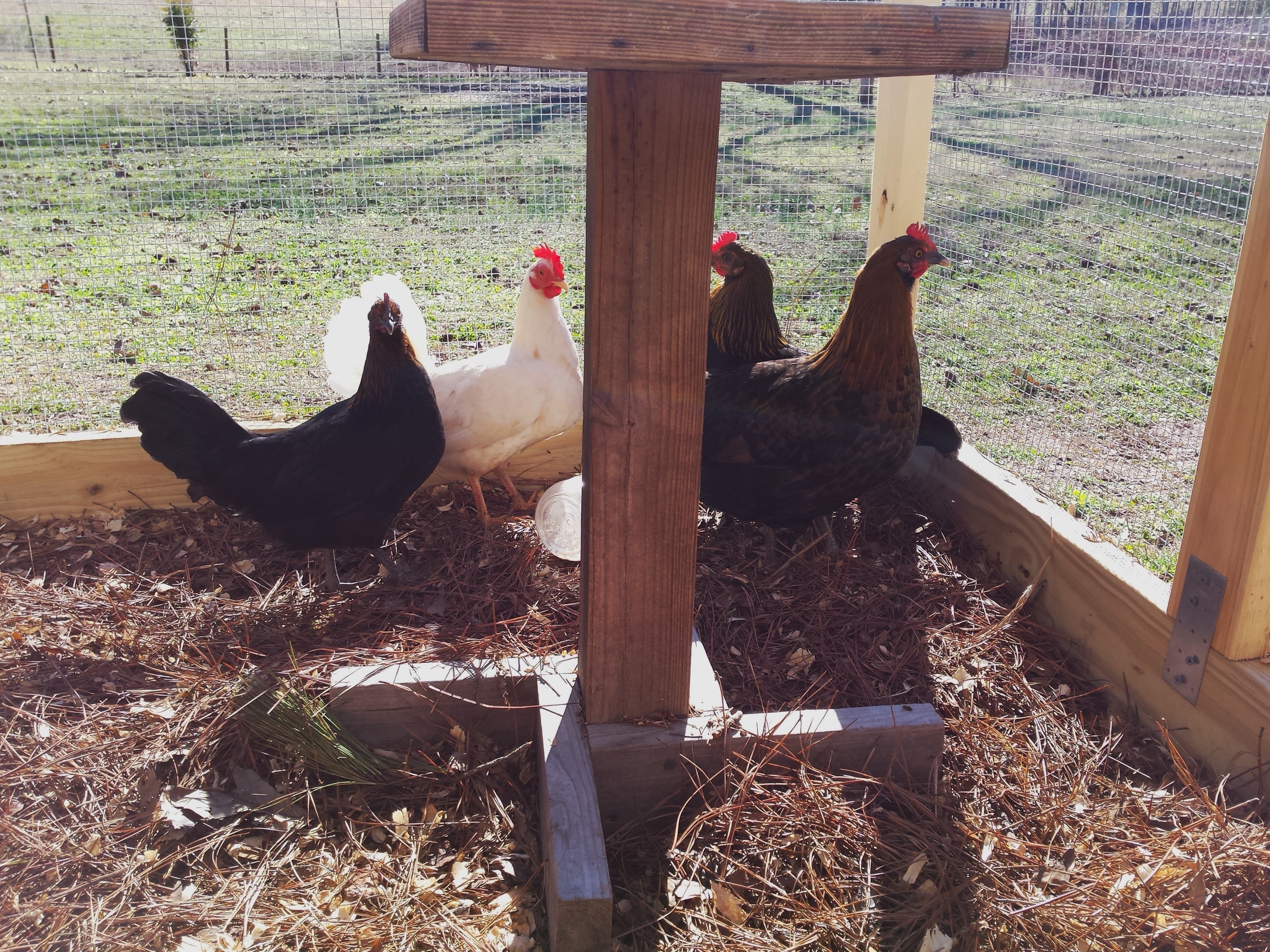 The girls, generously given us by our neighbors.