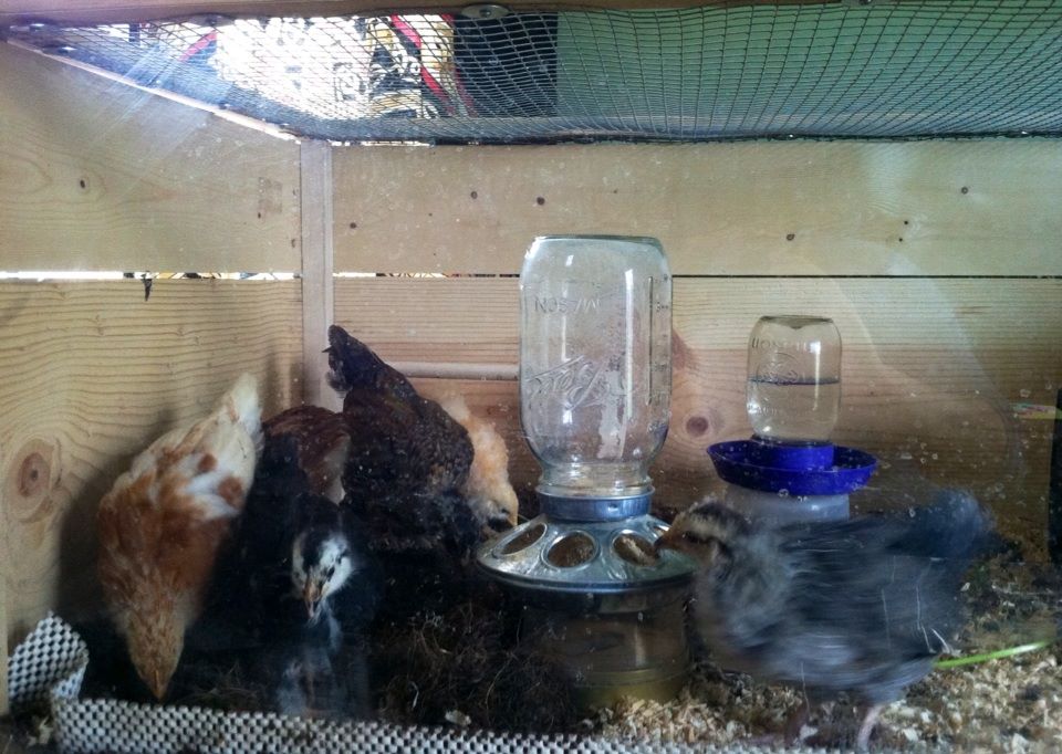 The girls got a brooder cleaning, added dirt to over a quarter of the floor instead of the bathing trays they kept tipping