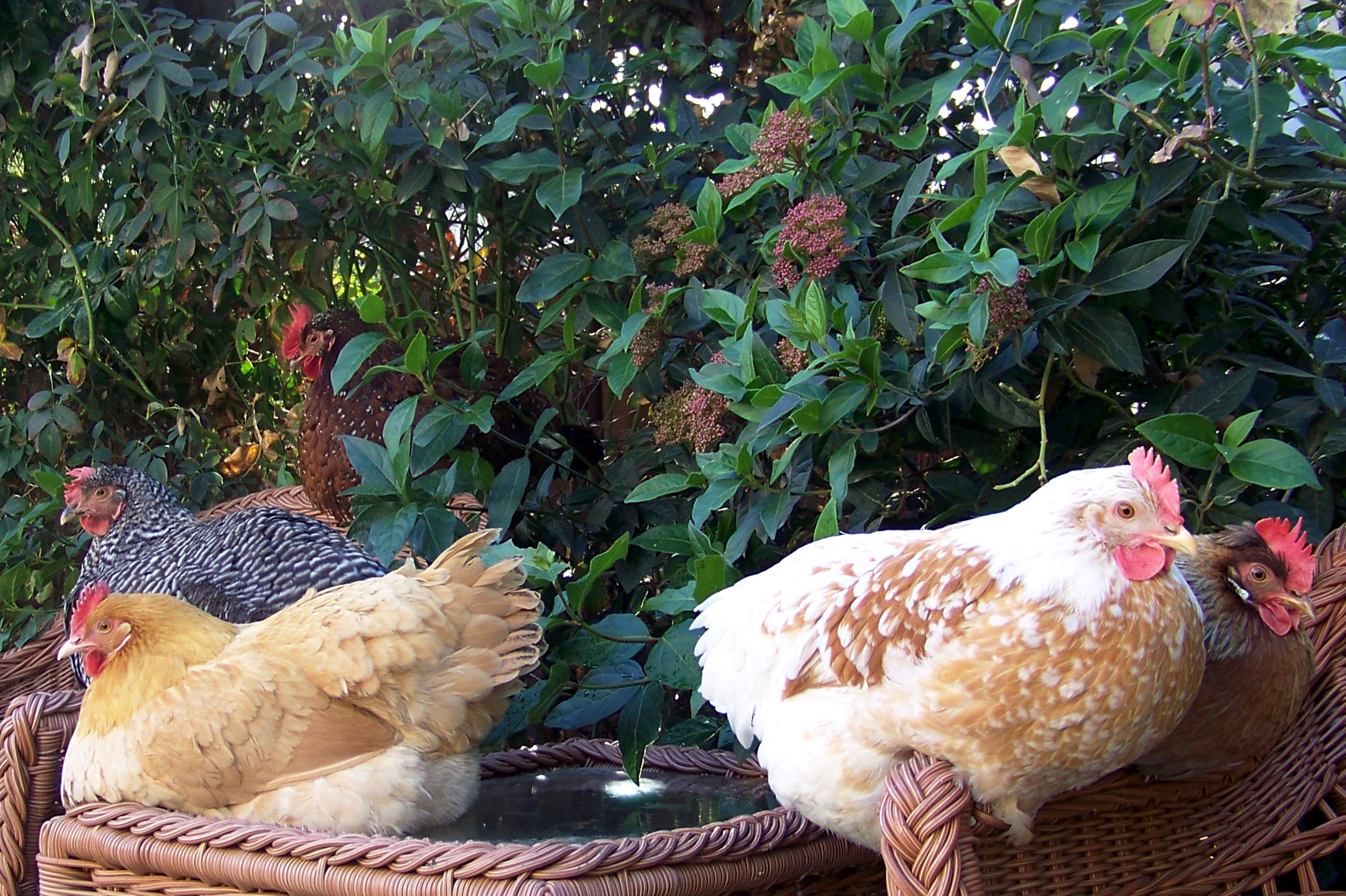 The girls hanging out on a lazy Sunday afternoon.