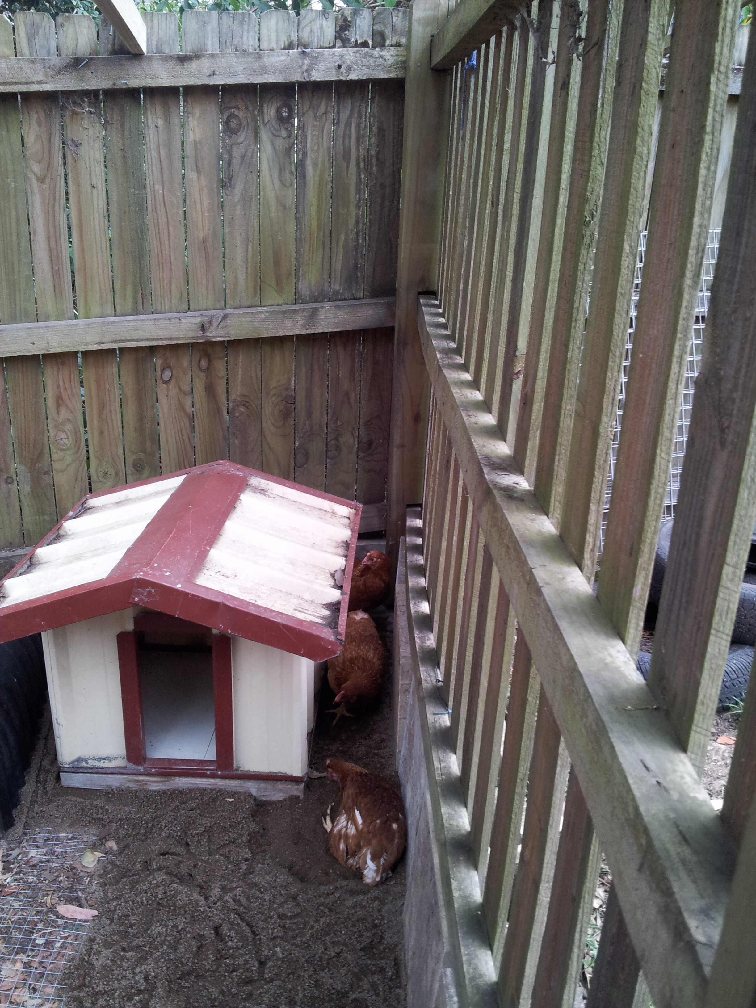 The girls have been introduced into the coop, we don't have sand across all of the coop yet but the hens seem to love the sand and started to scratch and peck in it straight away.