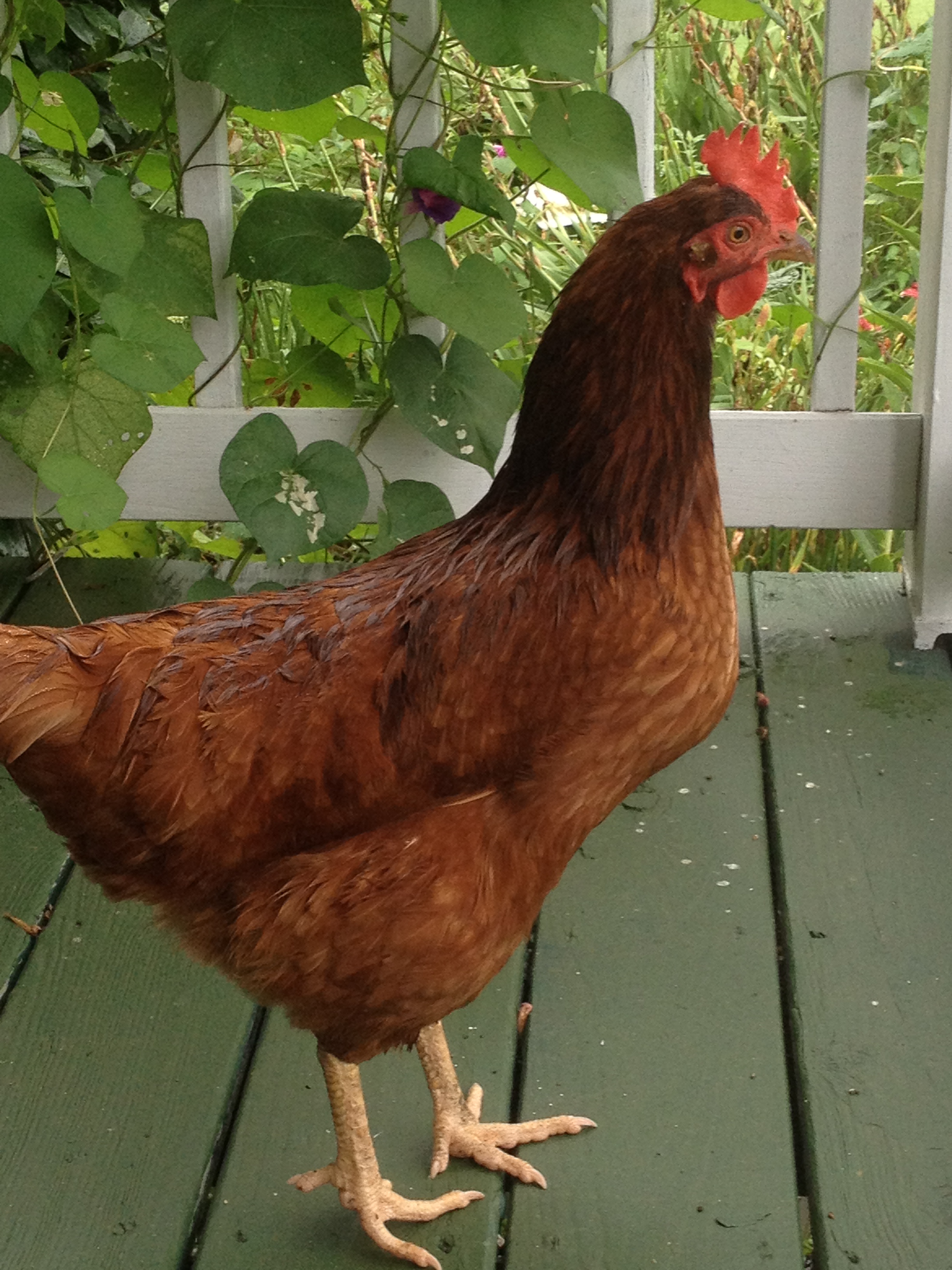 The girls have started to come up on the porch!