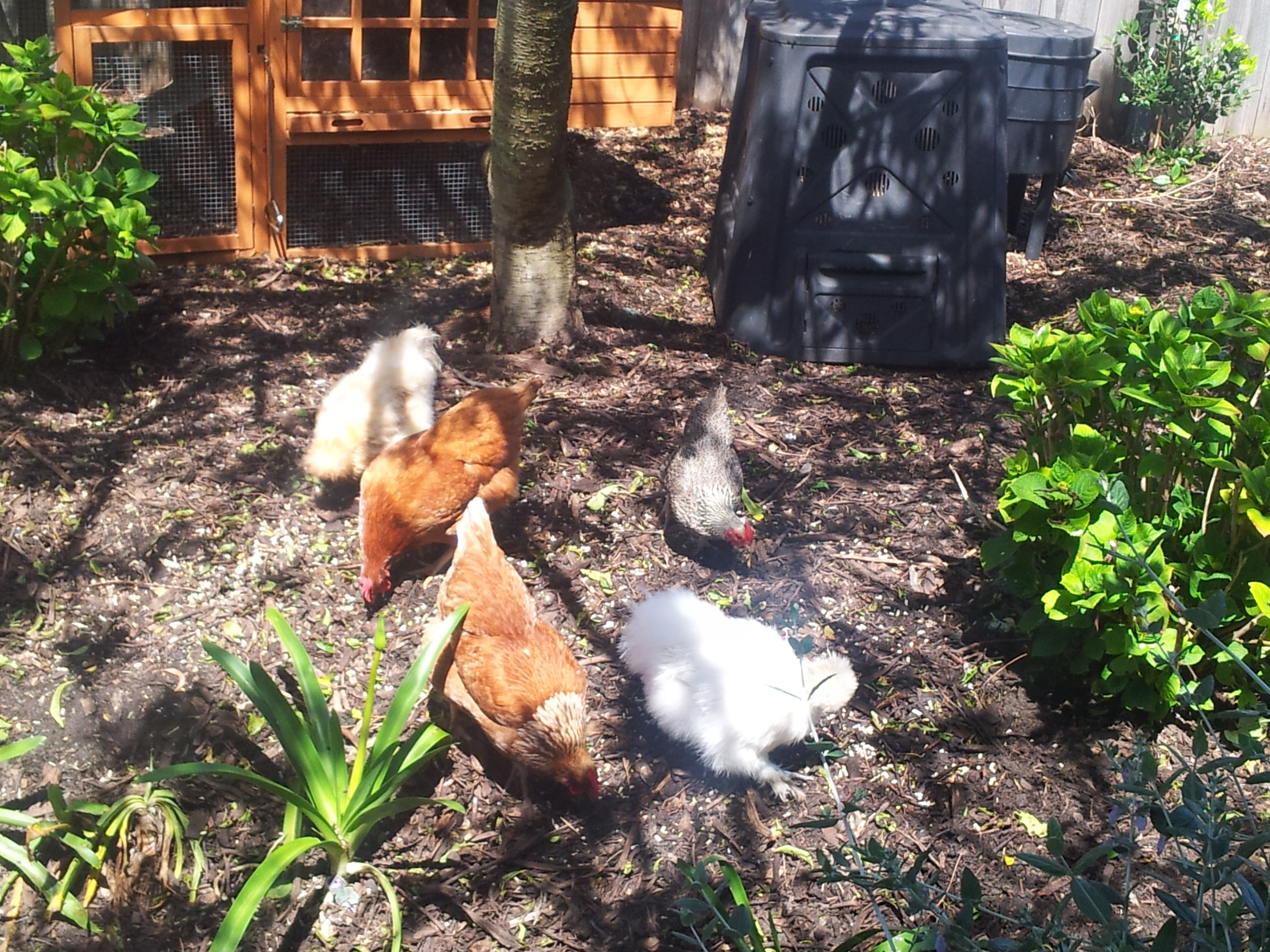The girl's having a go at some scattered feed. Certainly keeps them busy!