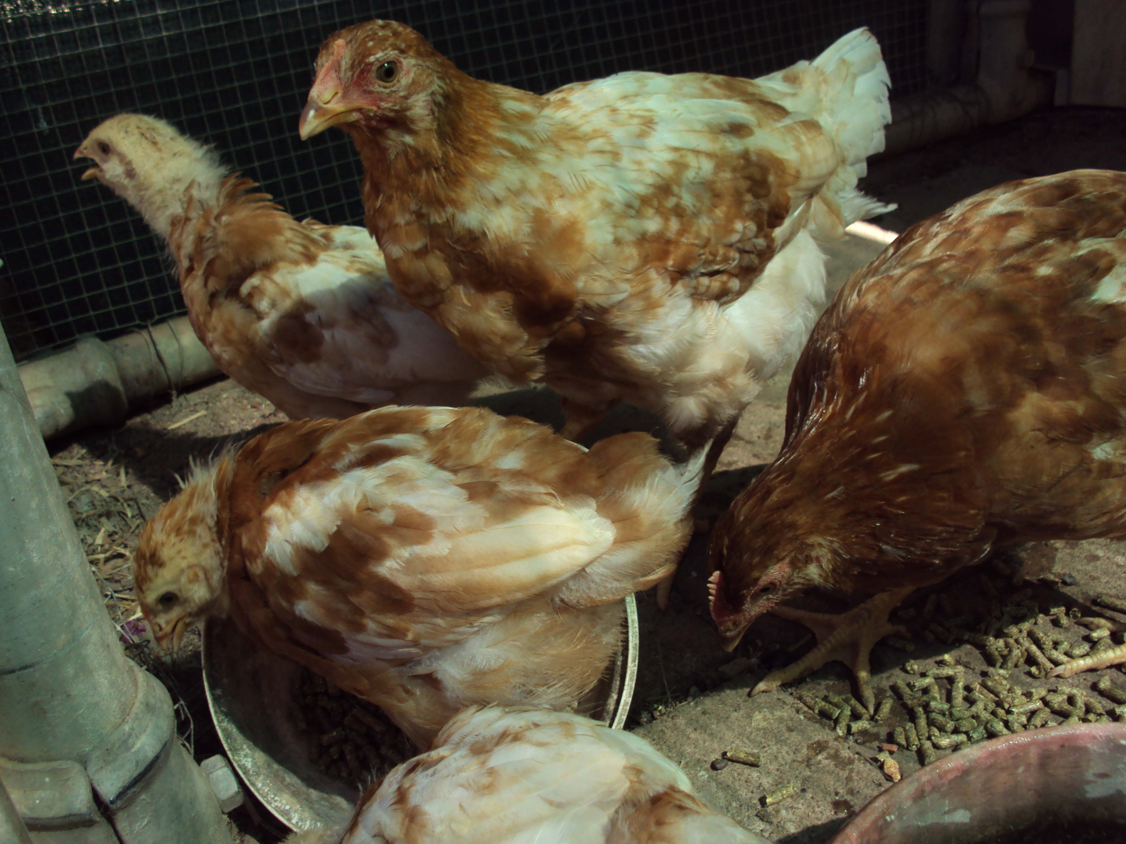 The girls having dinner