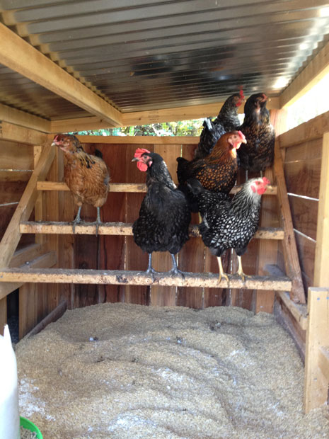 the girls in the coop