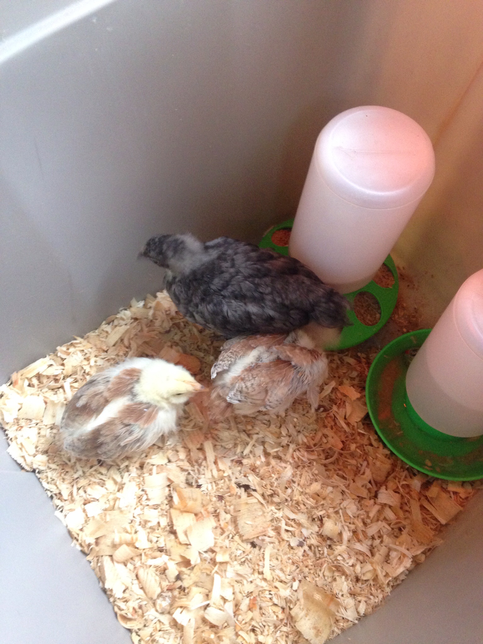 The girls in their brooder, which was getting small fast.