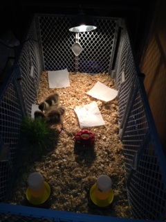 the girls in their new brooder