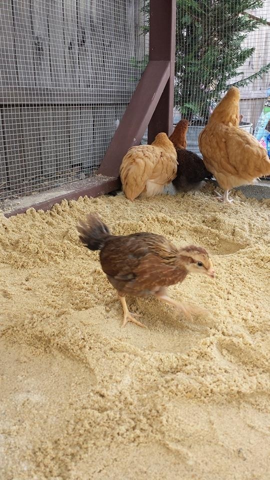 The girls in their new digs